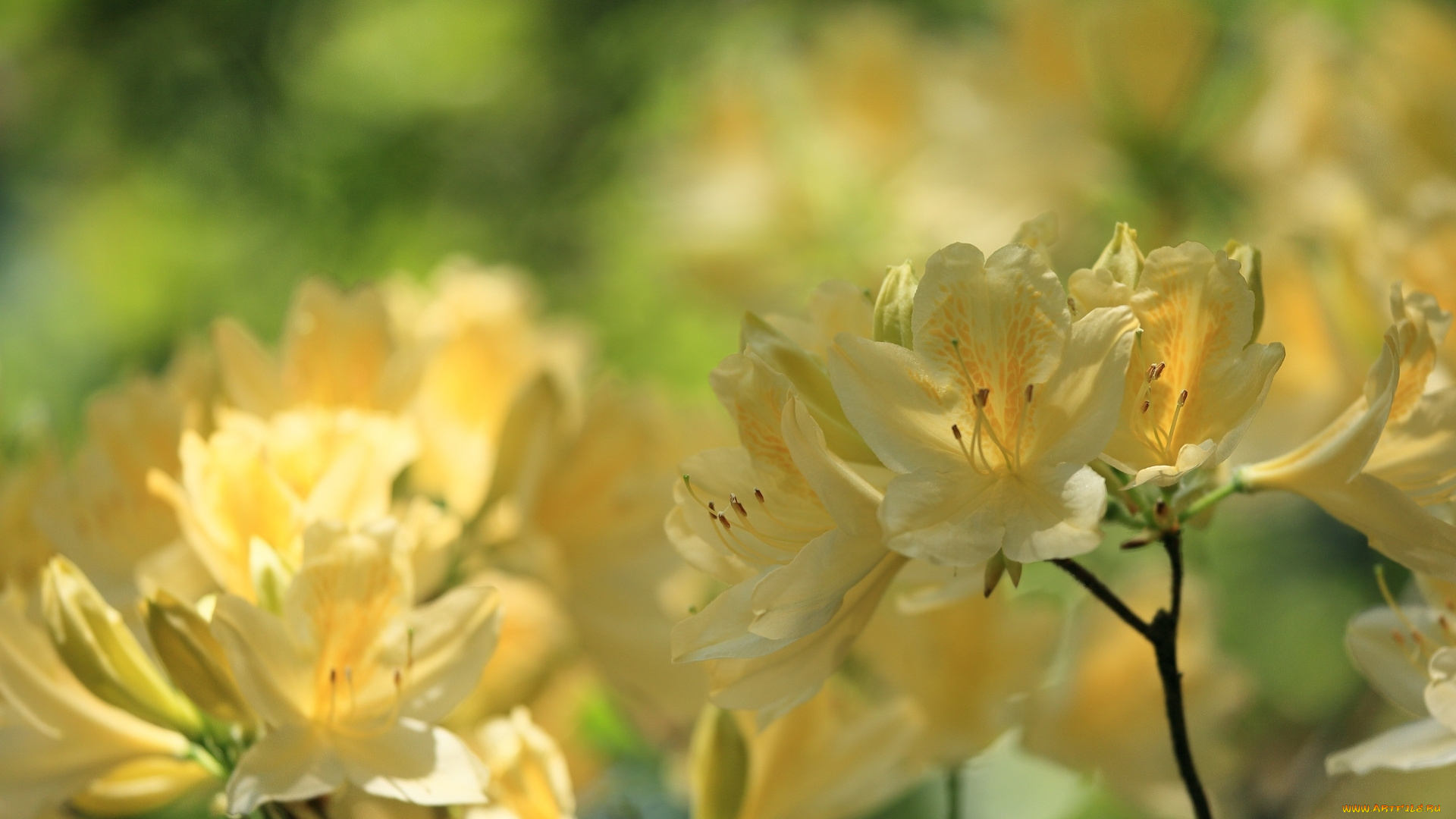 цветы, рододендроны, , азалии, азалия