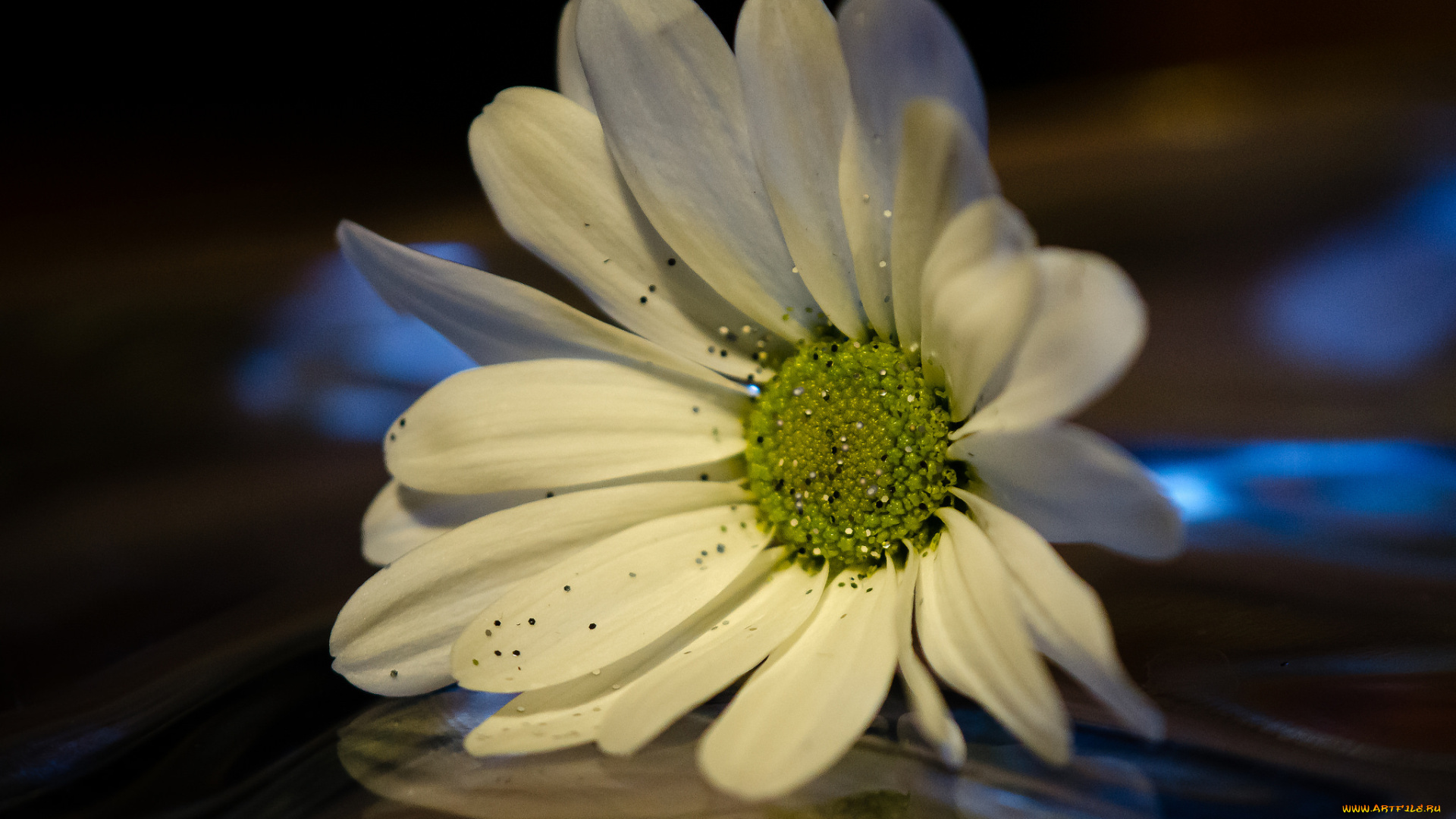 цветы, ромашки, блёстки