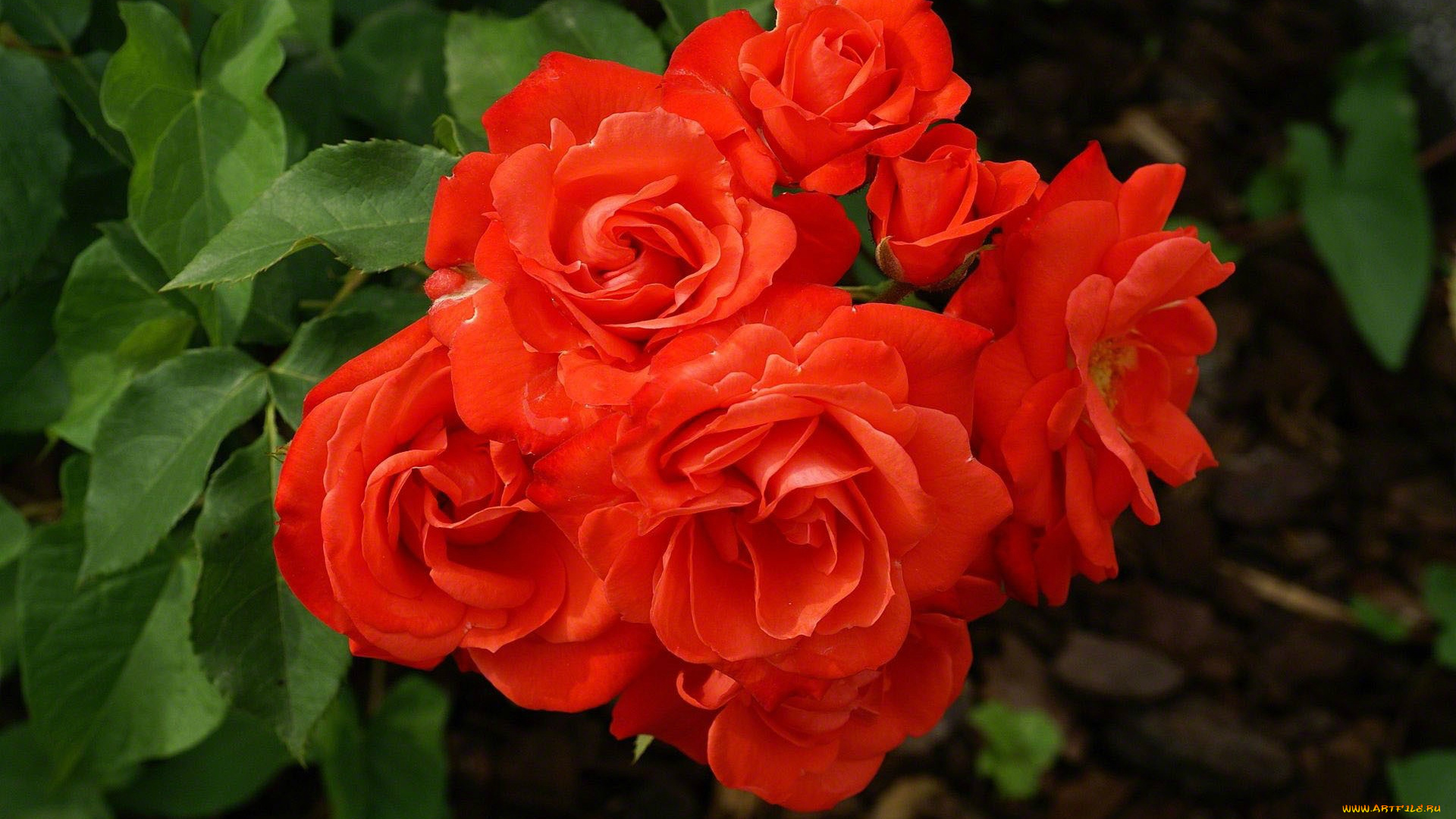 цветы, розы, алый