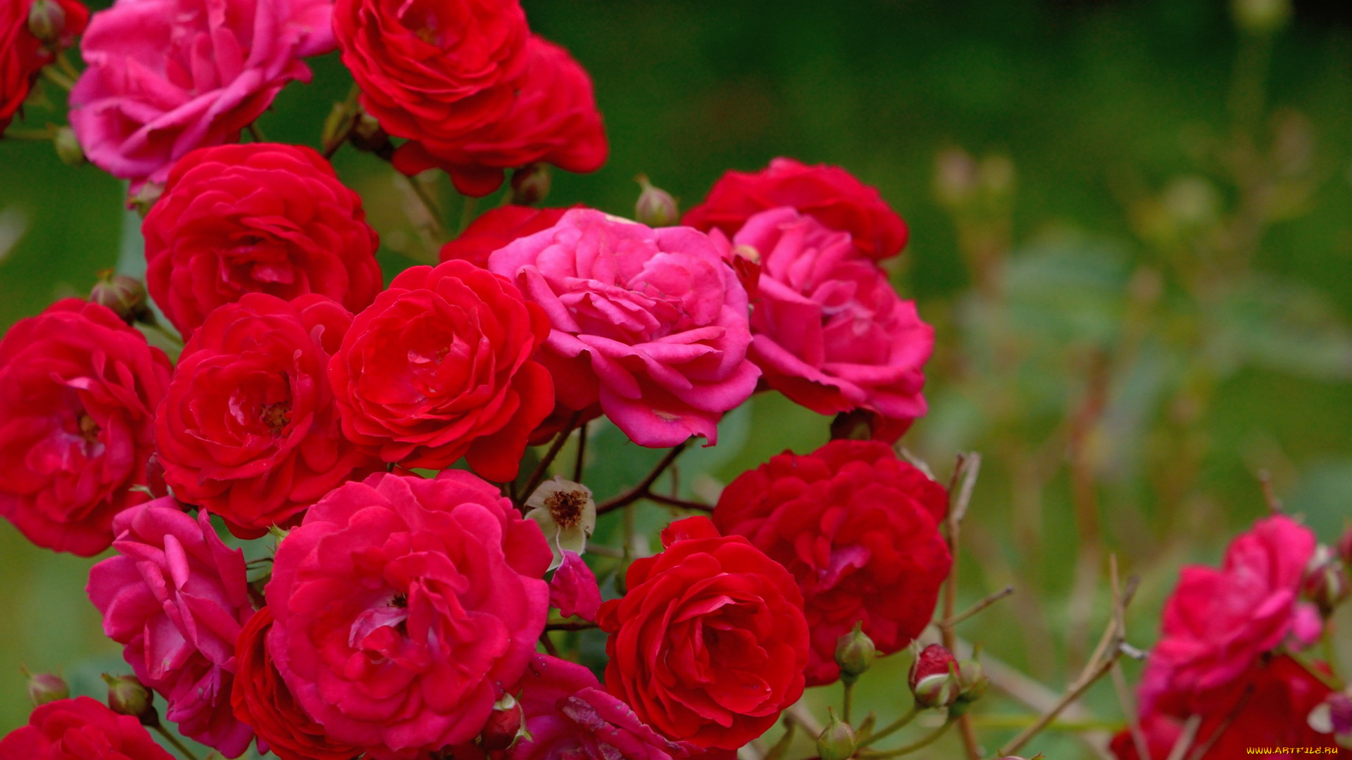 цветы, розы, куст