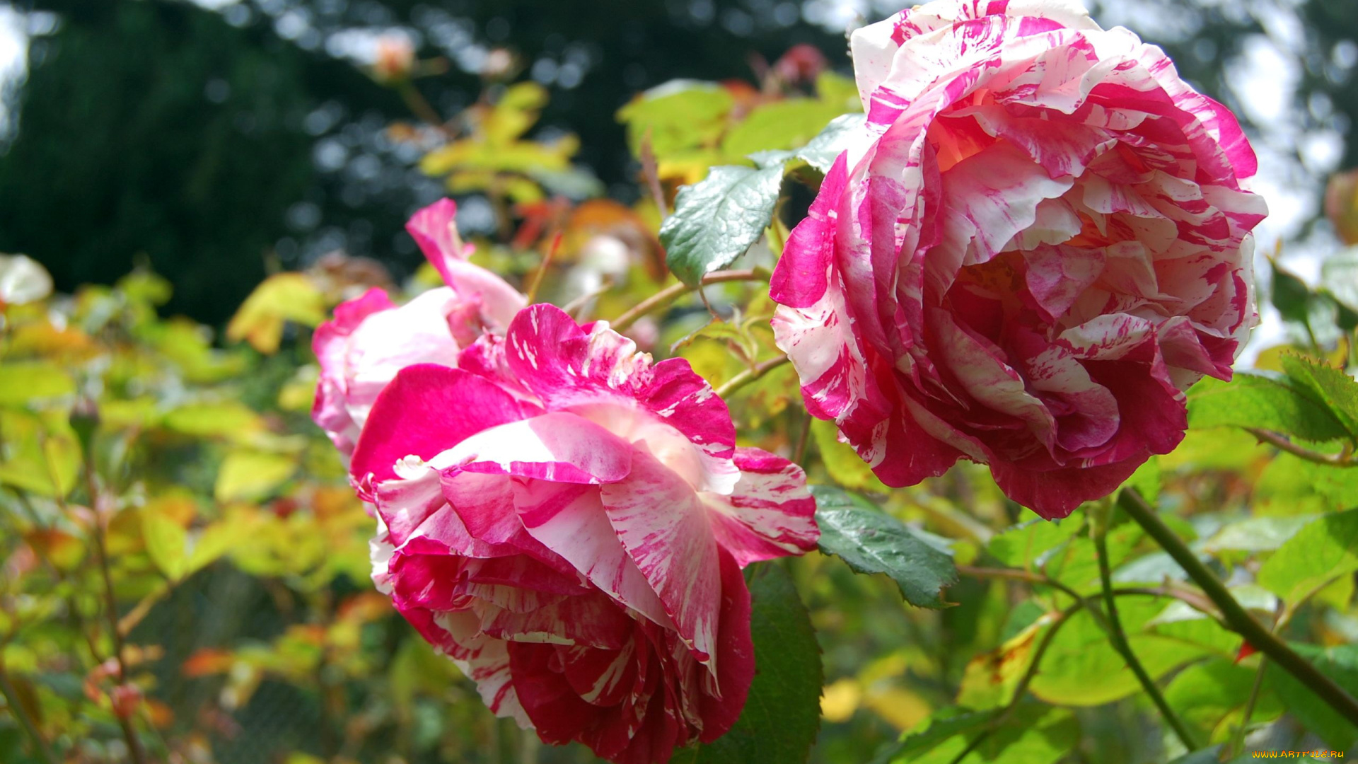 цветы, розы, пестрые