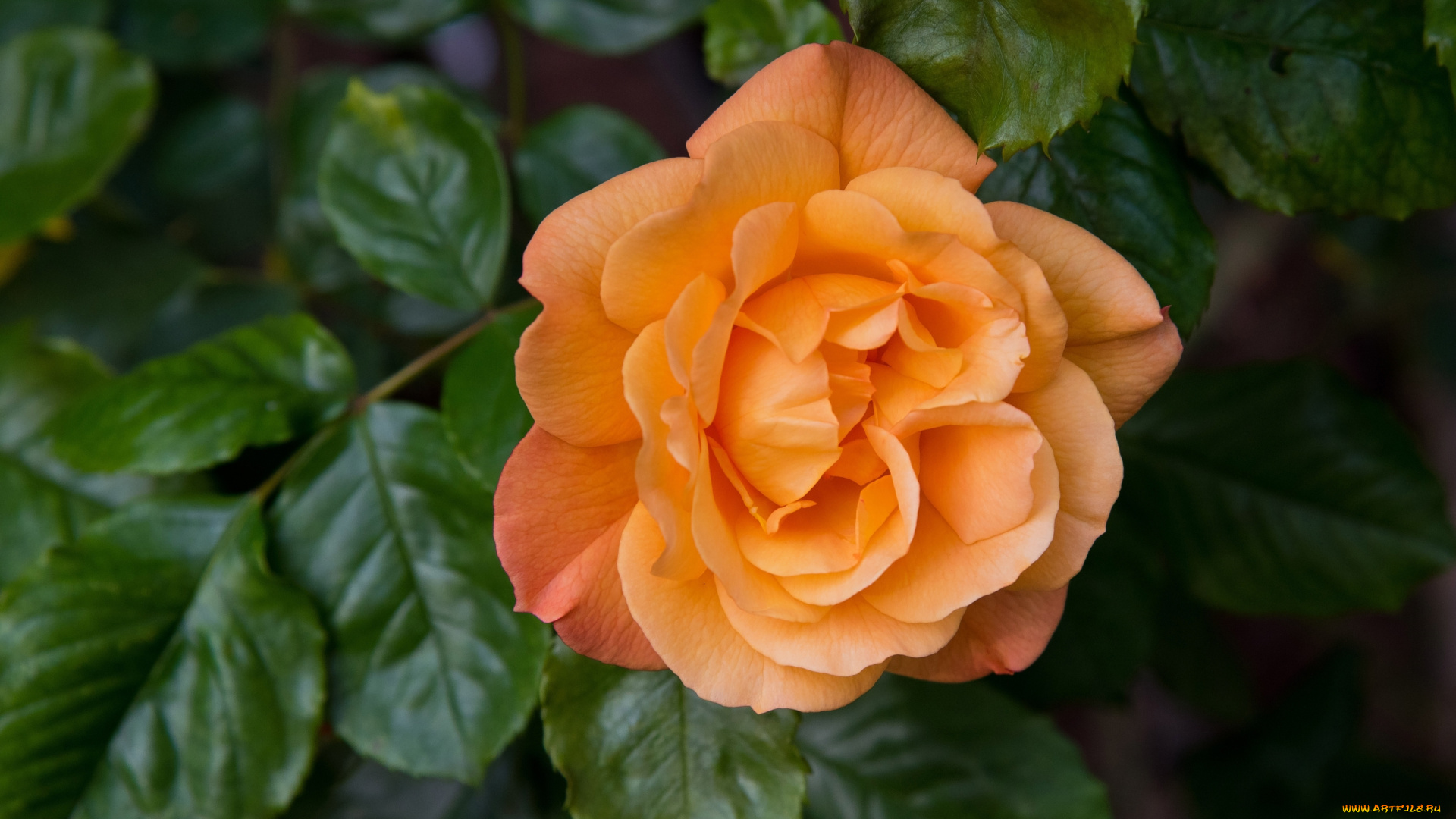 цветы, розы, роза