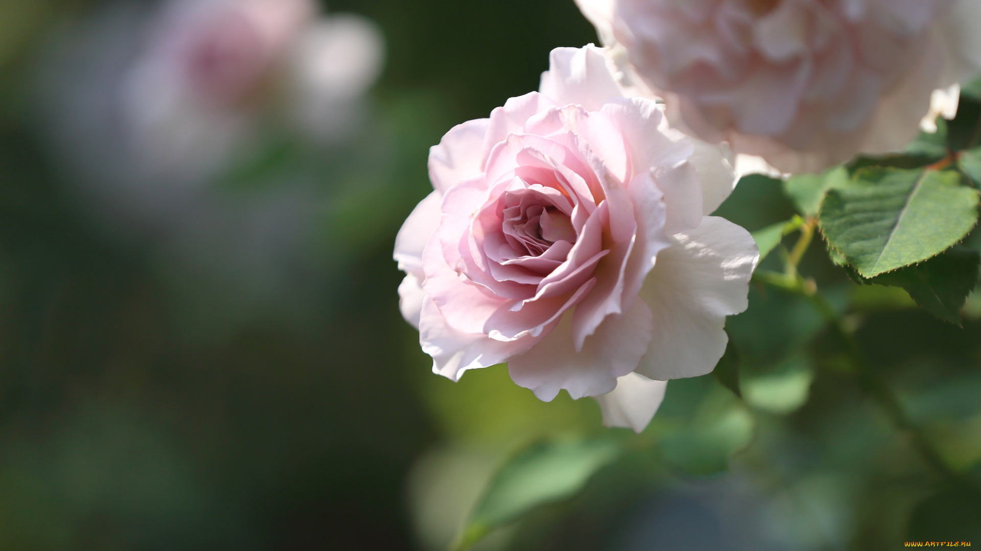 цветы, розы, роза