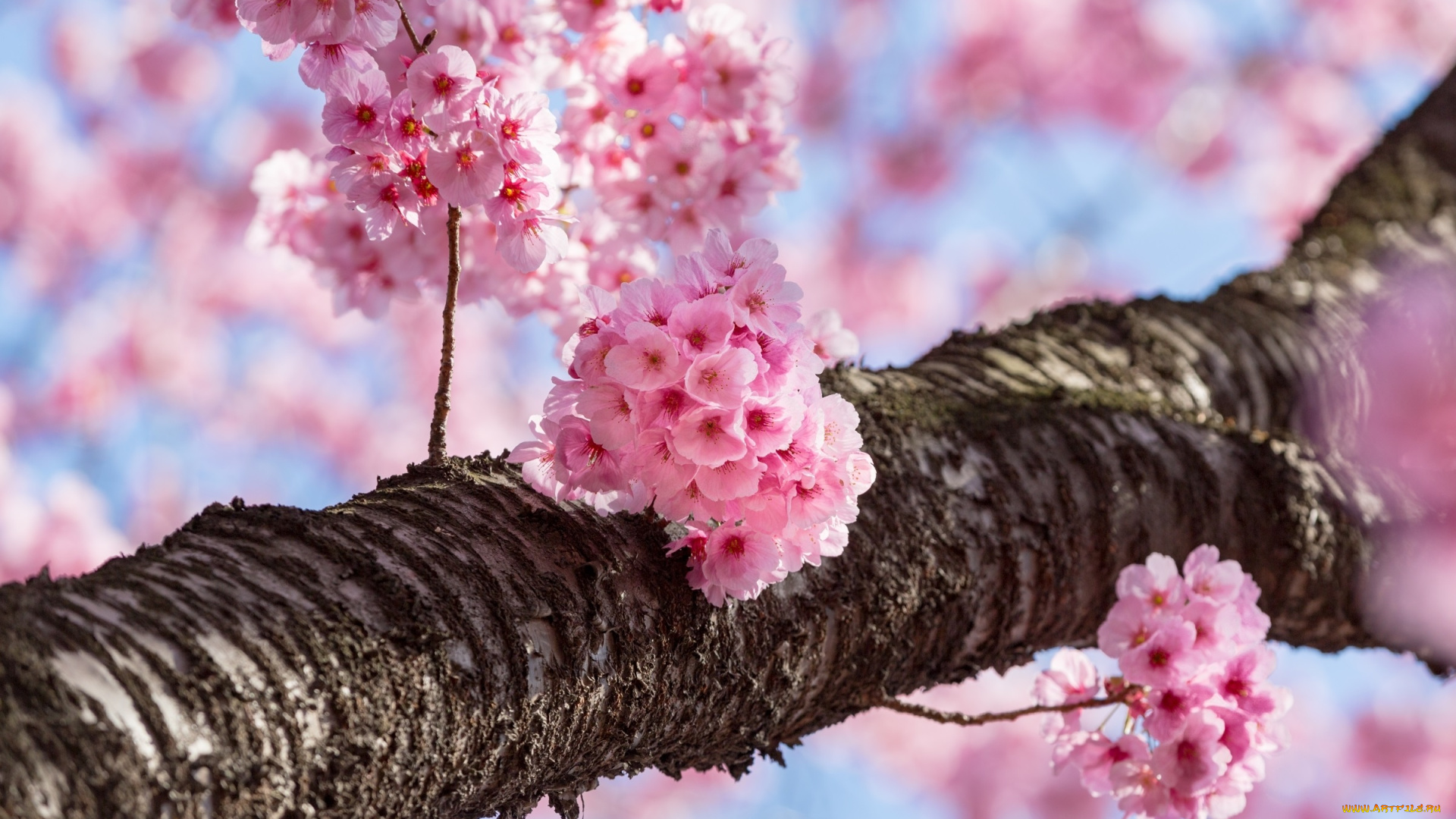 цветы, сакура, , вишня