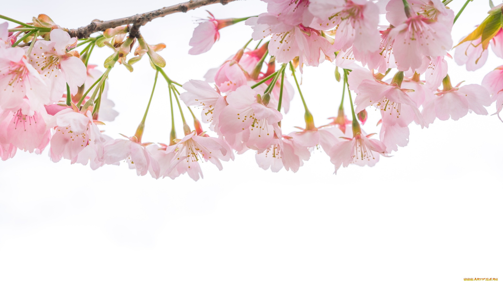 цветы, сакура, , вишня