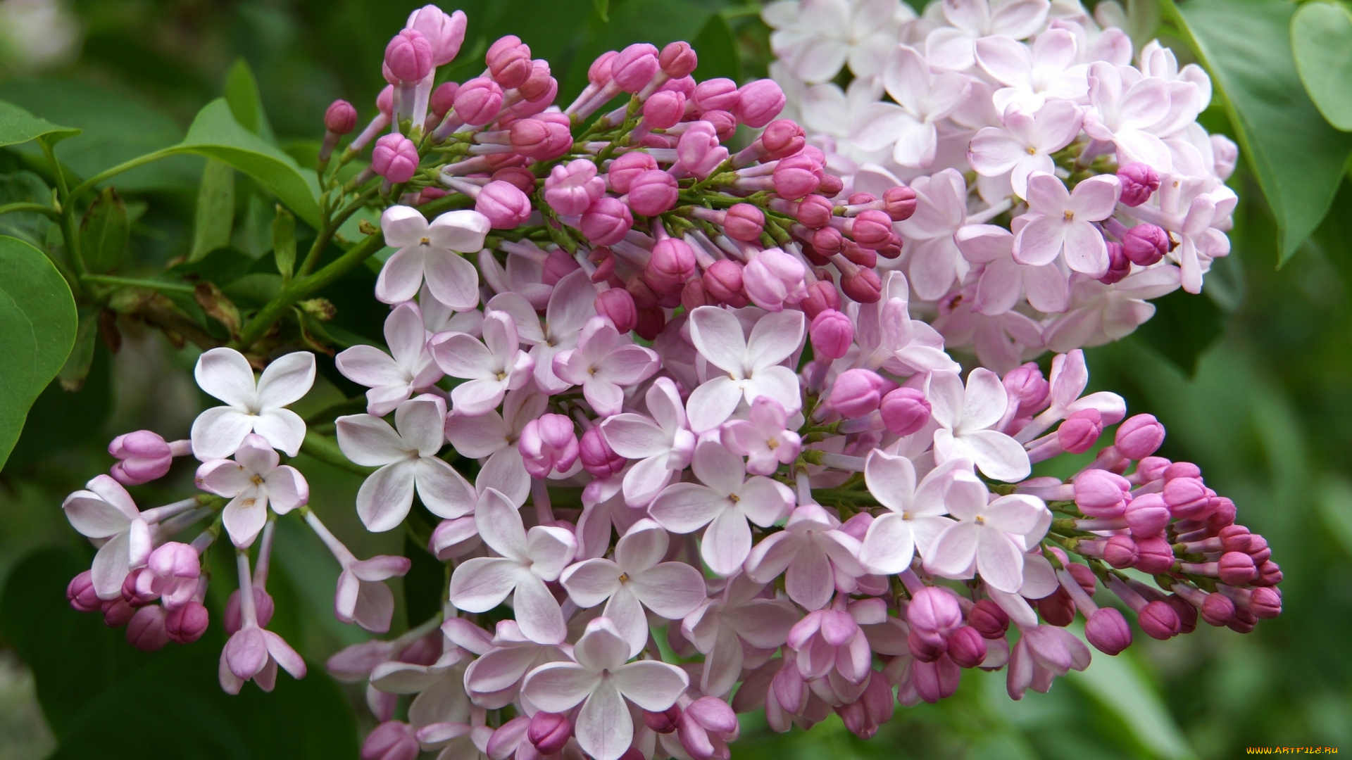 цветы, сирень