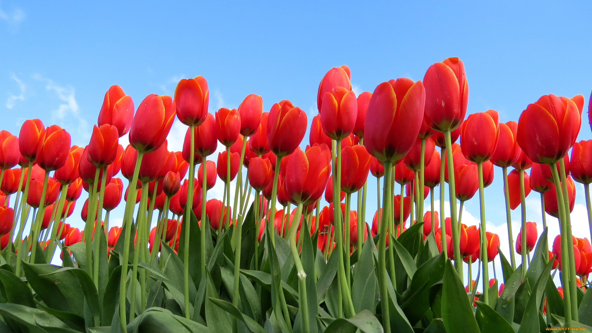 цветы, тюльпаны