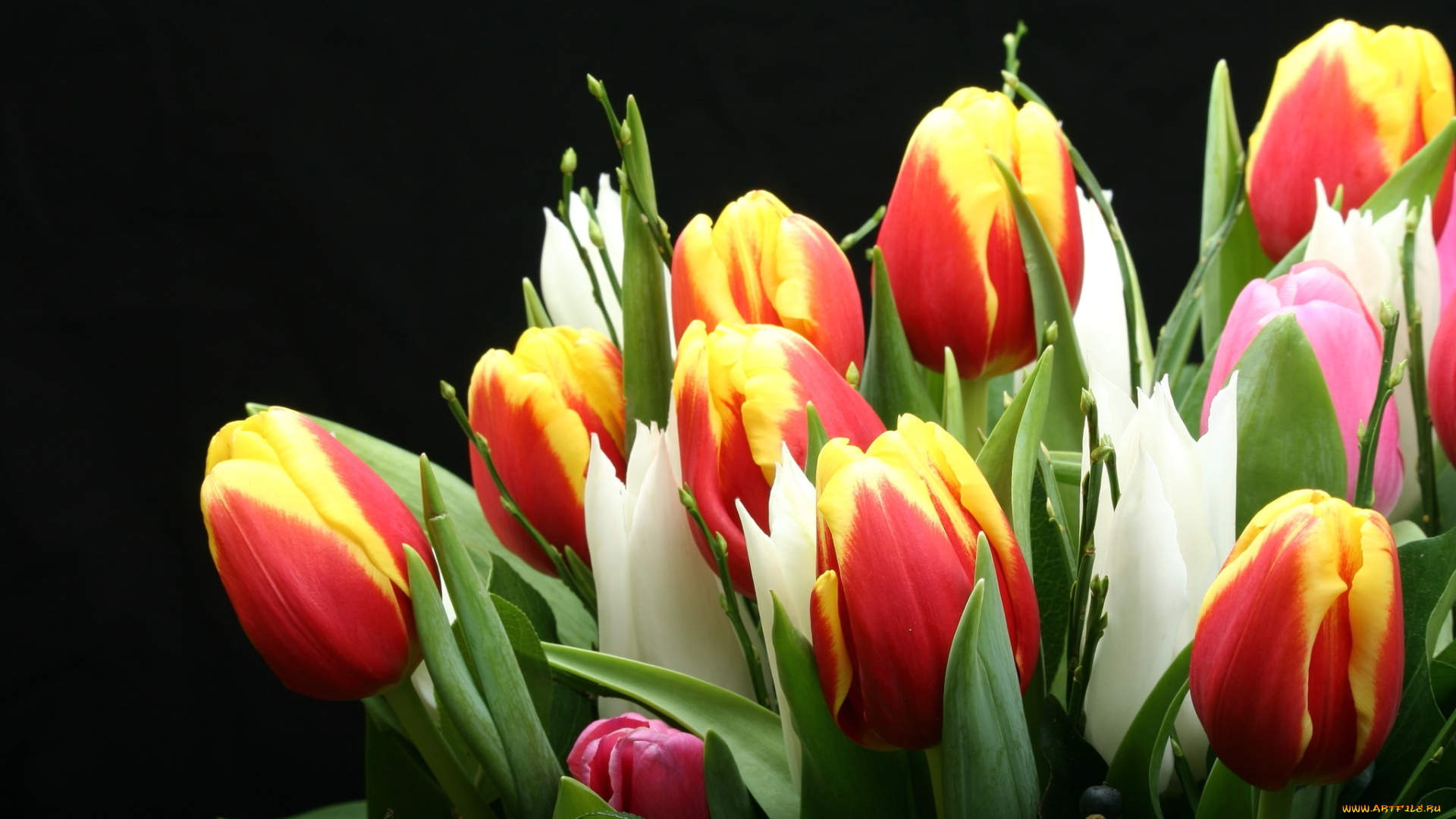 цветы, тюльпаны