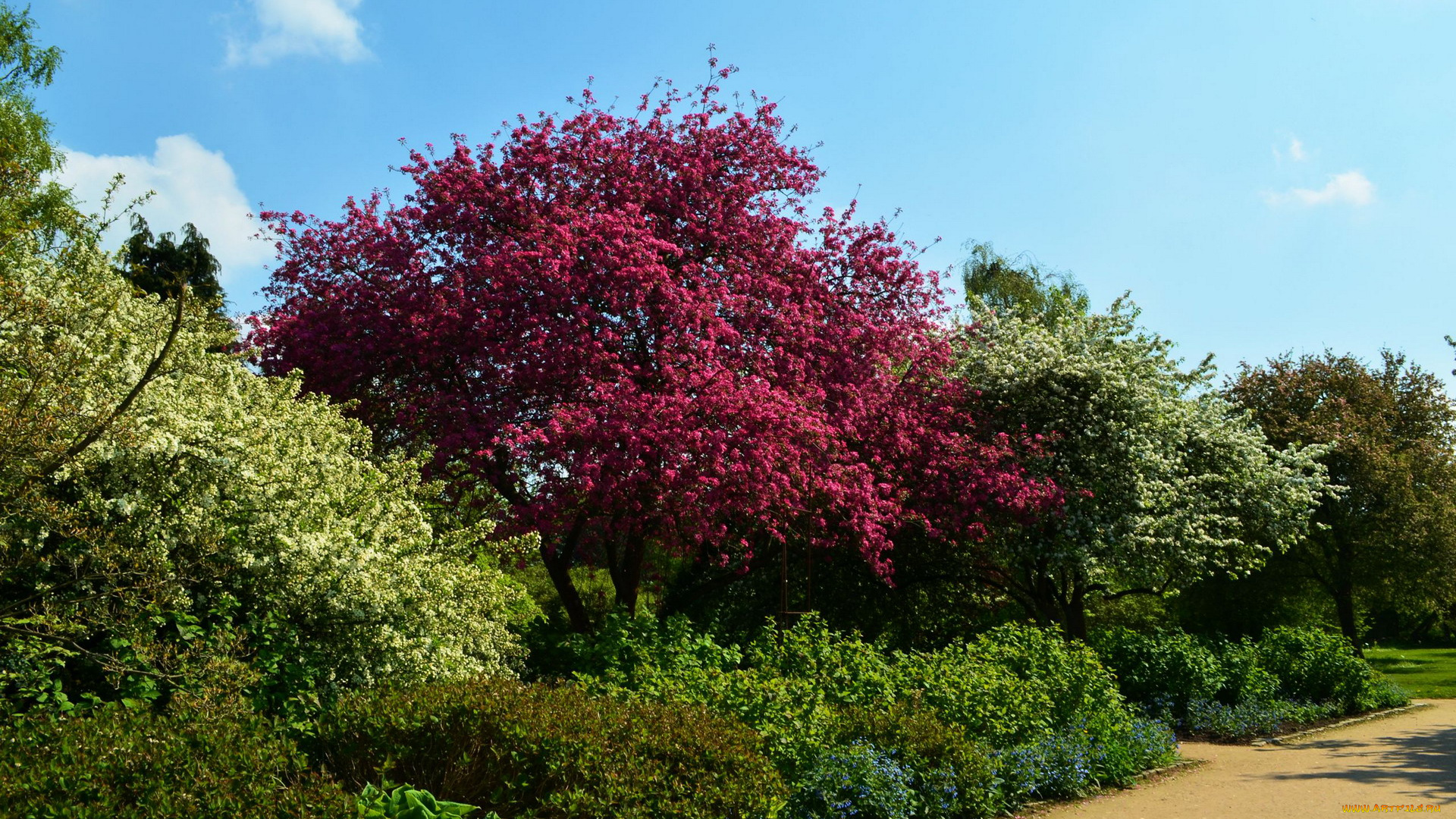 природа, деревья, весна