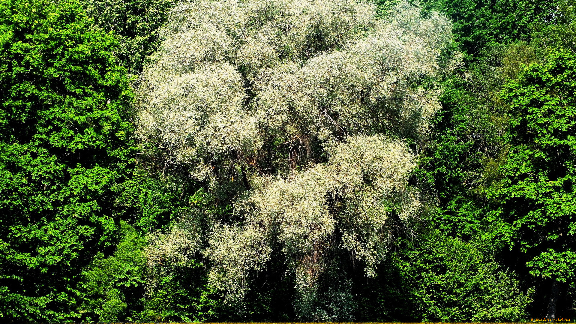 природа, деревья, зеленый, желтый