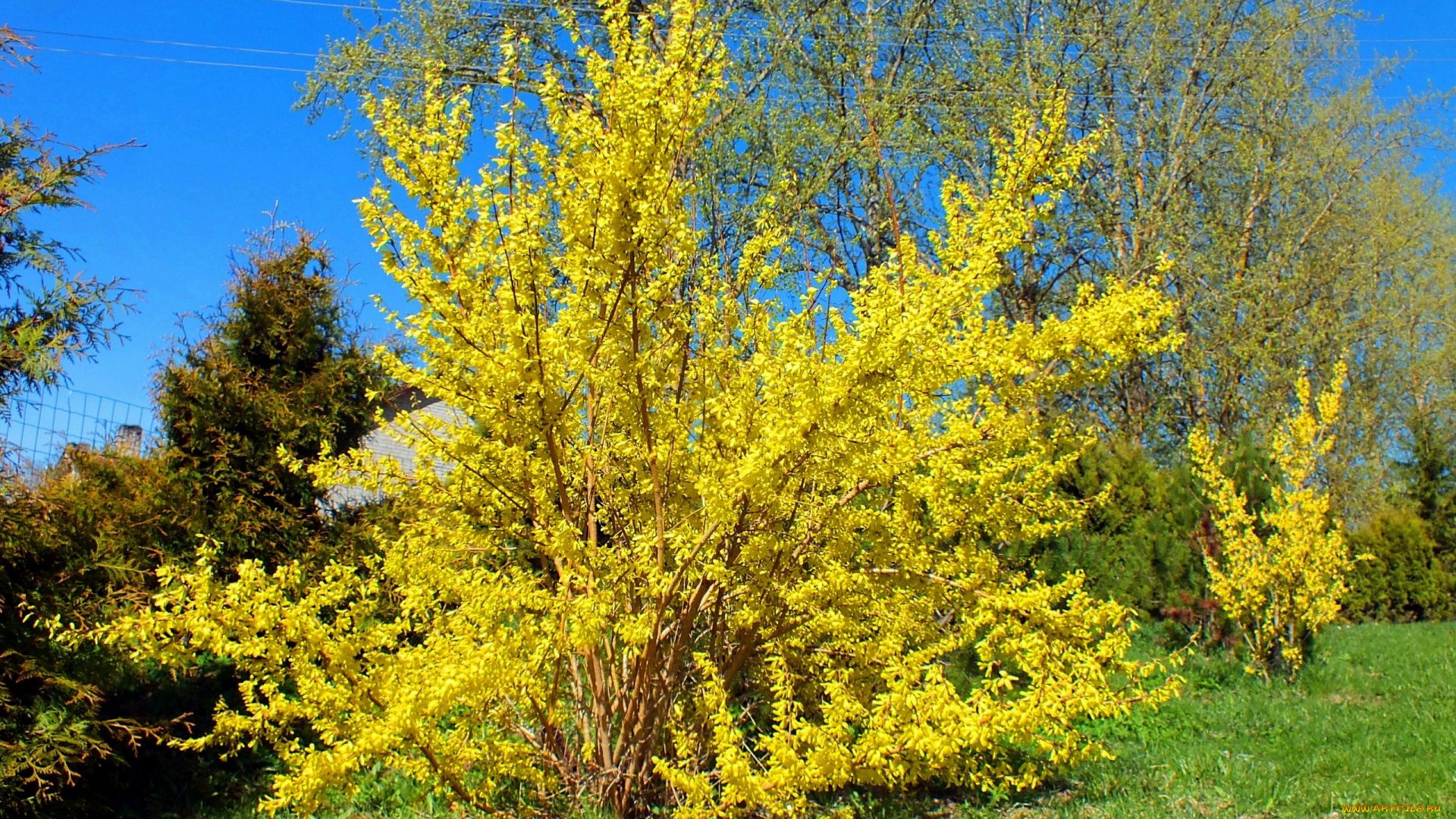 природа, деревья, желтый