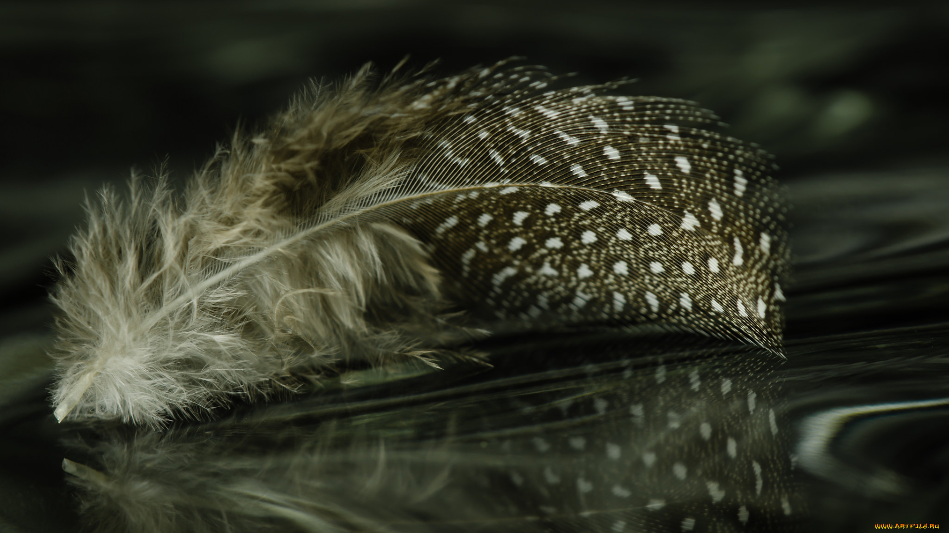 разное, перья, перо