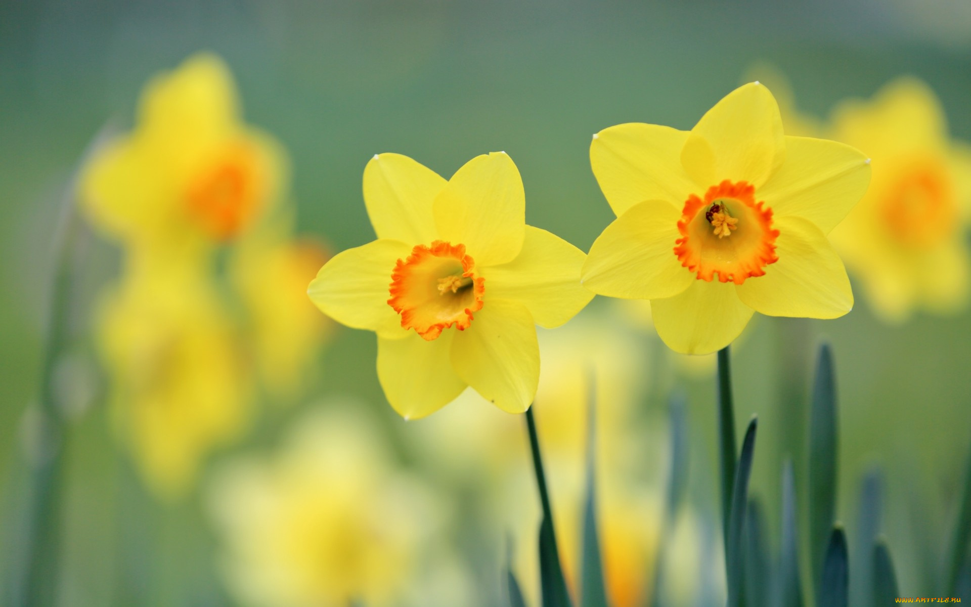цветы, нарциссы