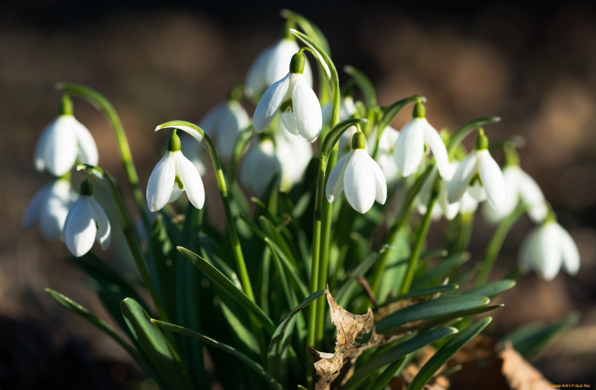 цветы, подснежники, , белоцветники, , пролески