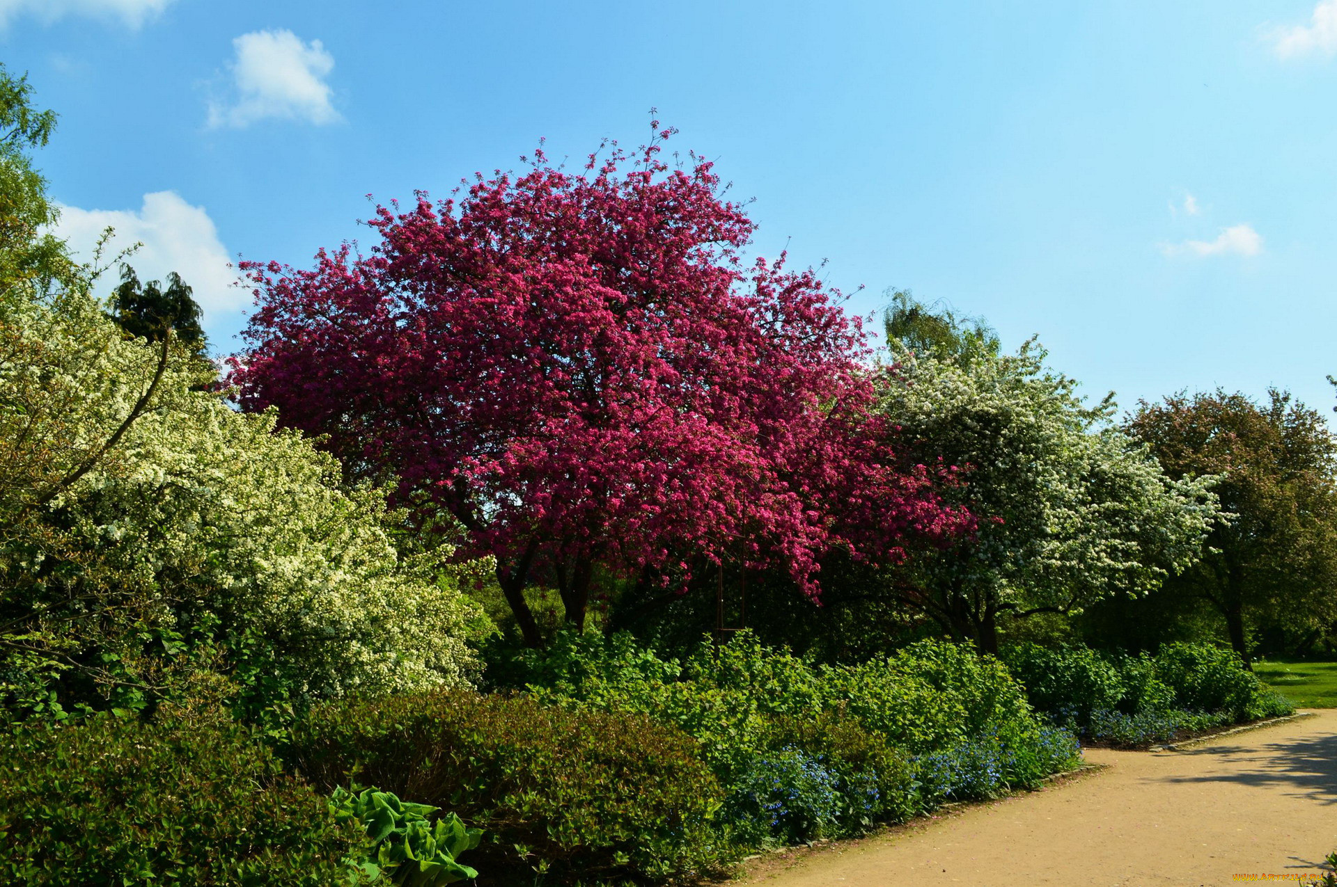 природа, деревья, весна