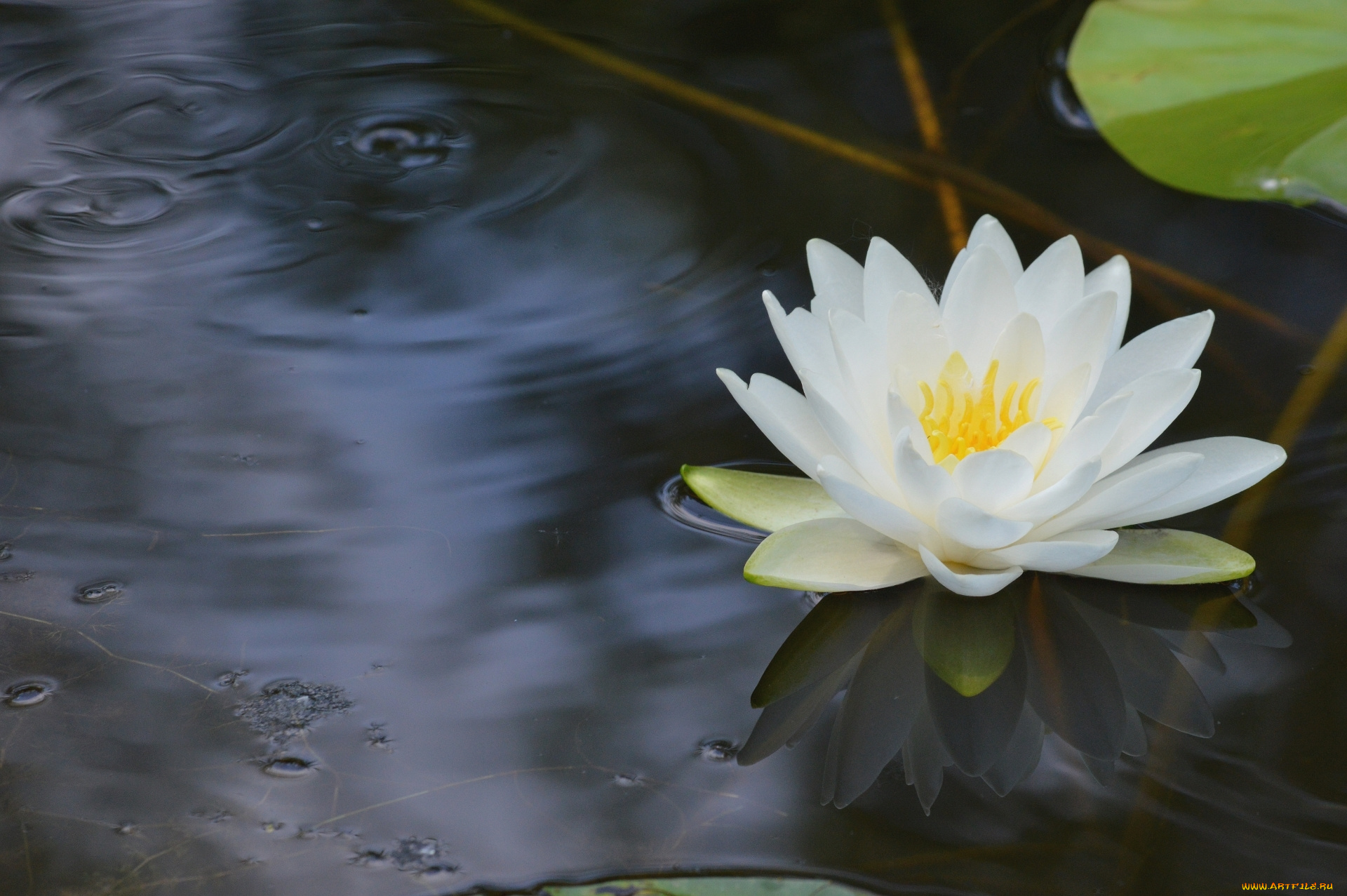 цветы, лилии, водяные, , нимфеи, , кувшинки, лилия, водяная