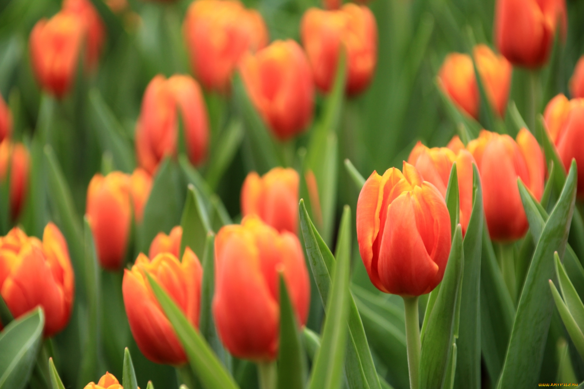 цветы, тюльпаны