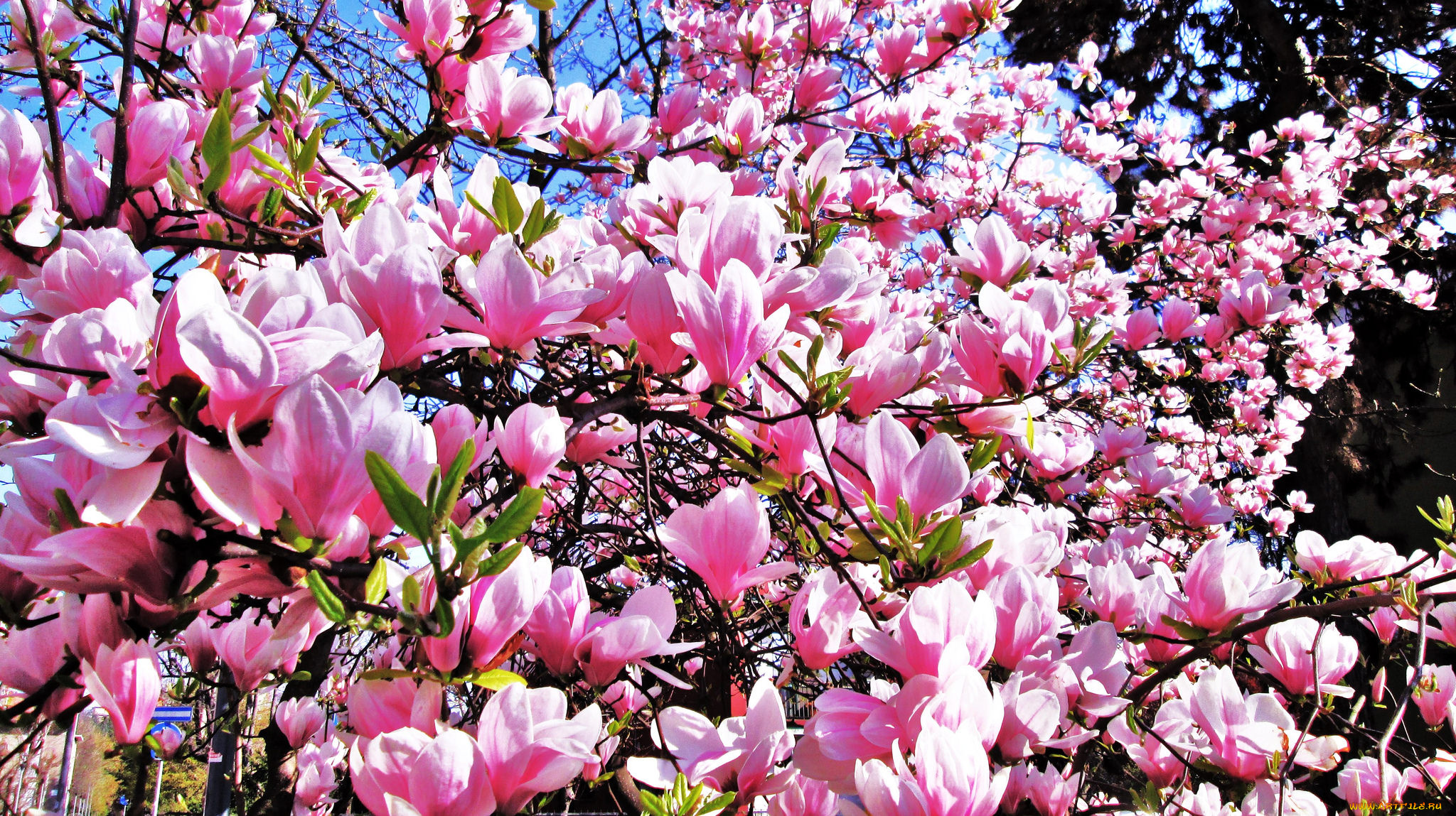 цветы, магнолии, магнолия