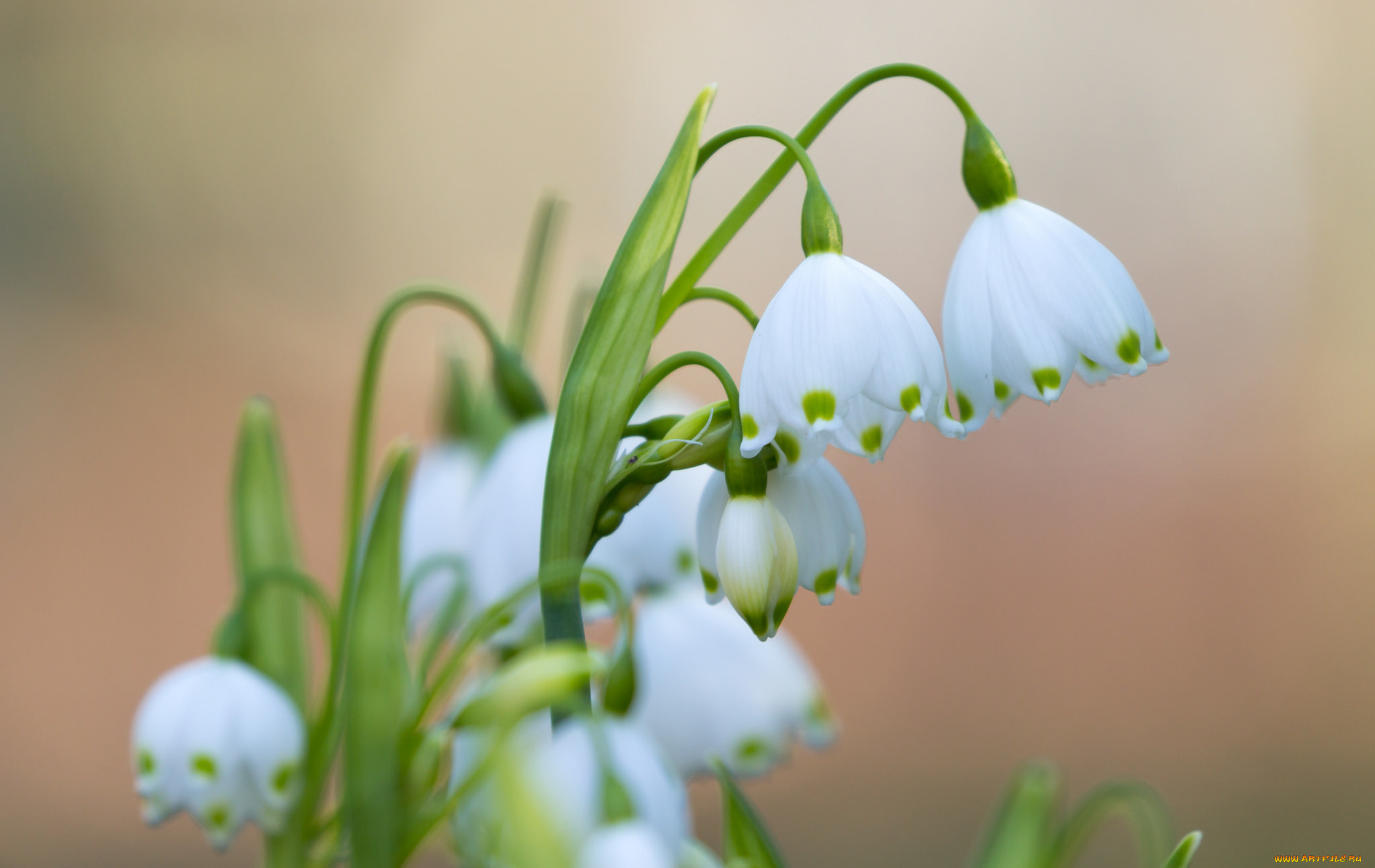 цветы, подснежники, , белоцветники, , пролески, весна