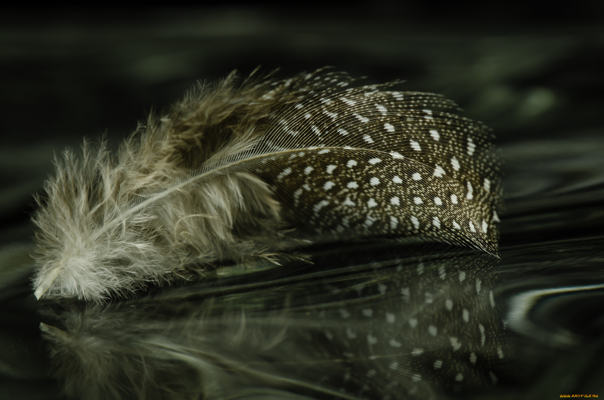 разное, перья, перо