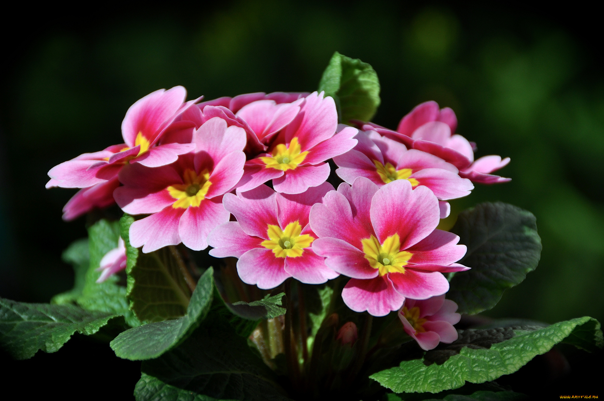 цветы, примулы, макро, примула, розовый