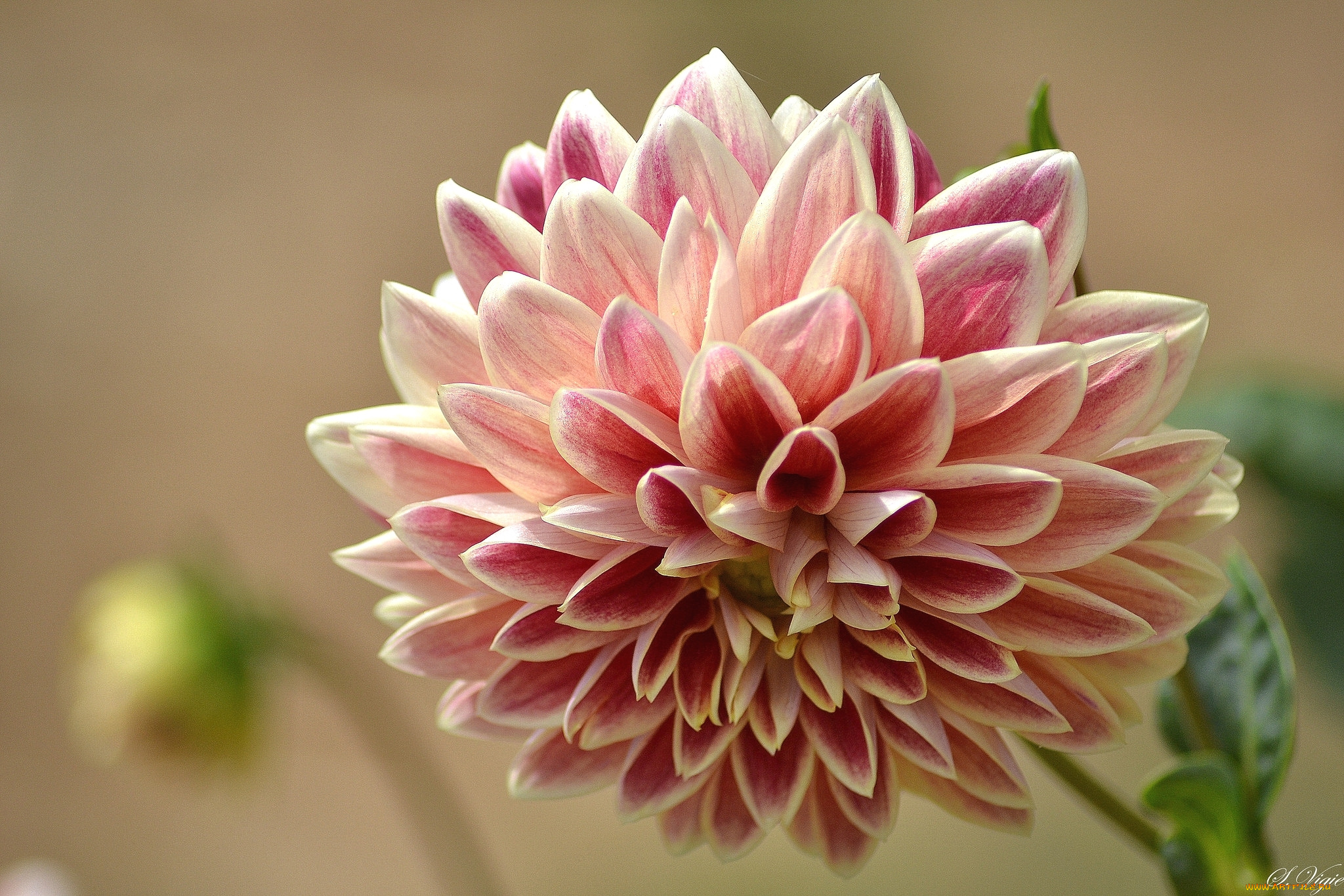 цветы, георгины