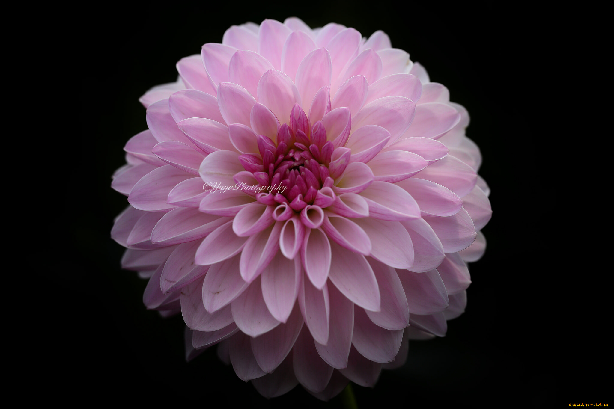 цветы, георгины, георгина