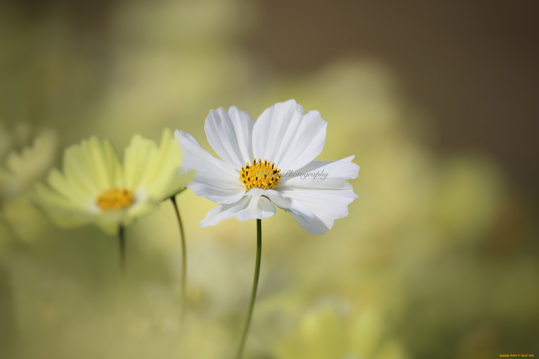 цветы, космея, макро