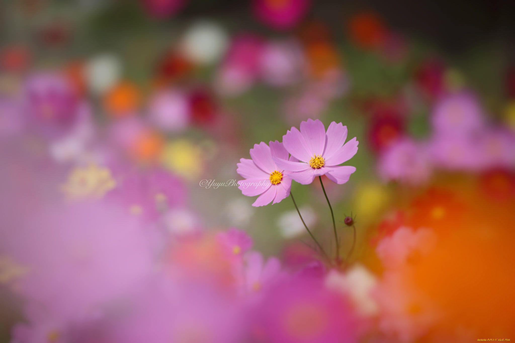 цветы, космея, макро