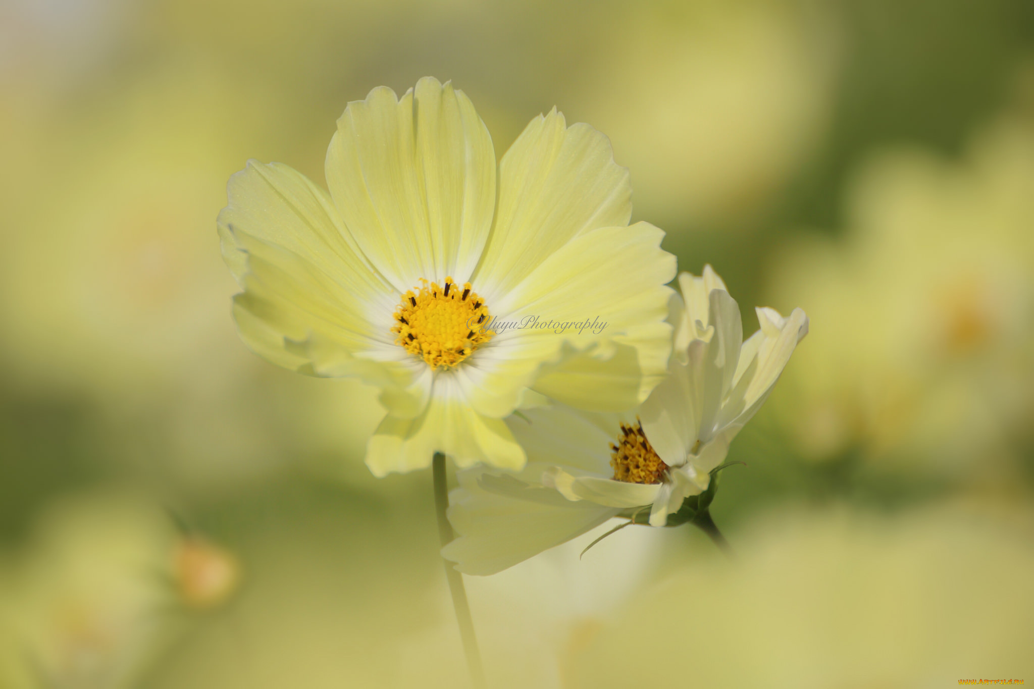 цветы, космея, макро
