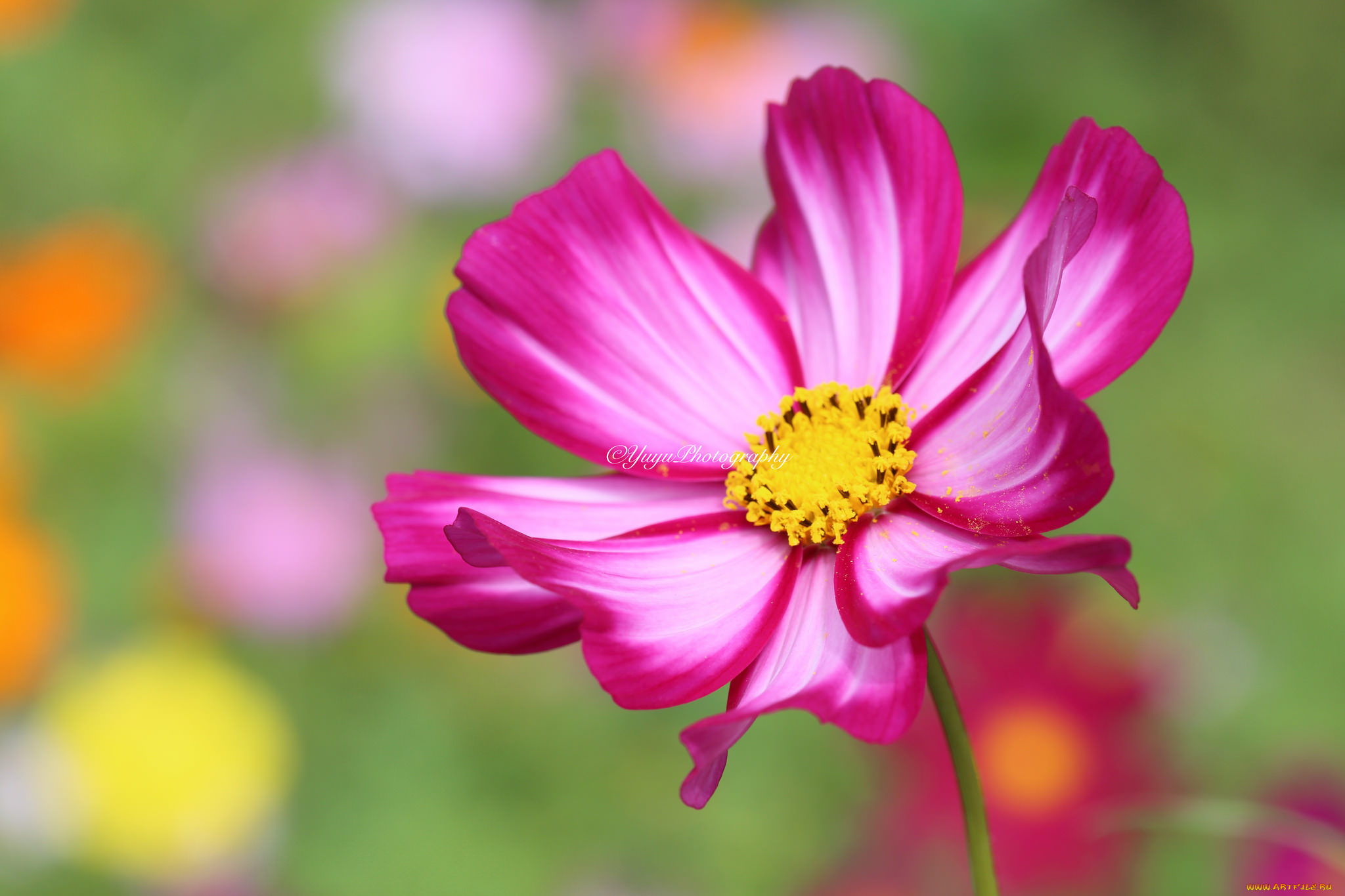 цветы, космея, макро