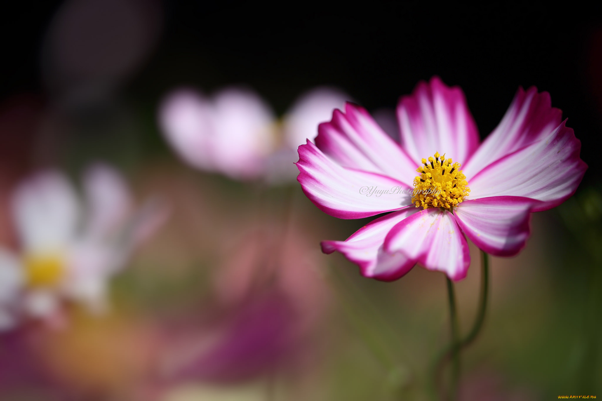 цветы, космея, макро