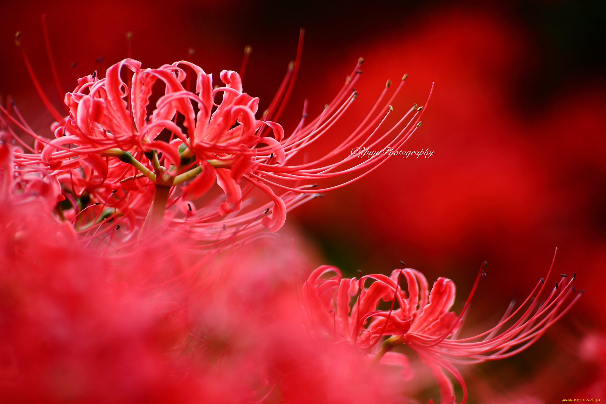 цветы, лилии, , лилейники