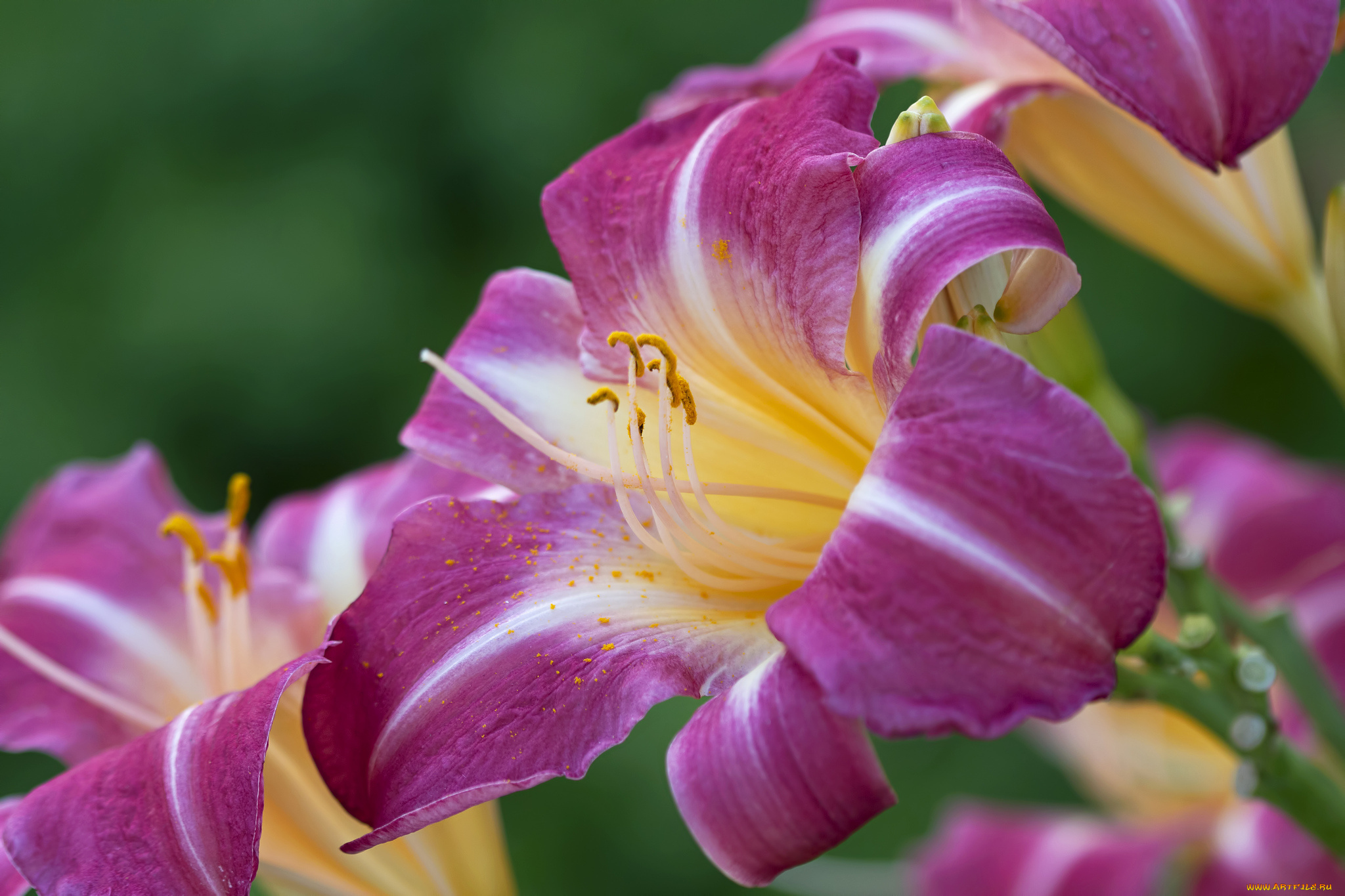 цветы, лилии, , лилейники, макро, лилия, лиловый