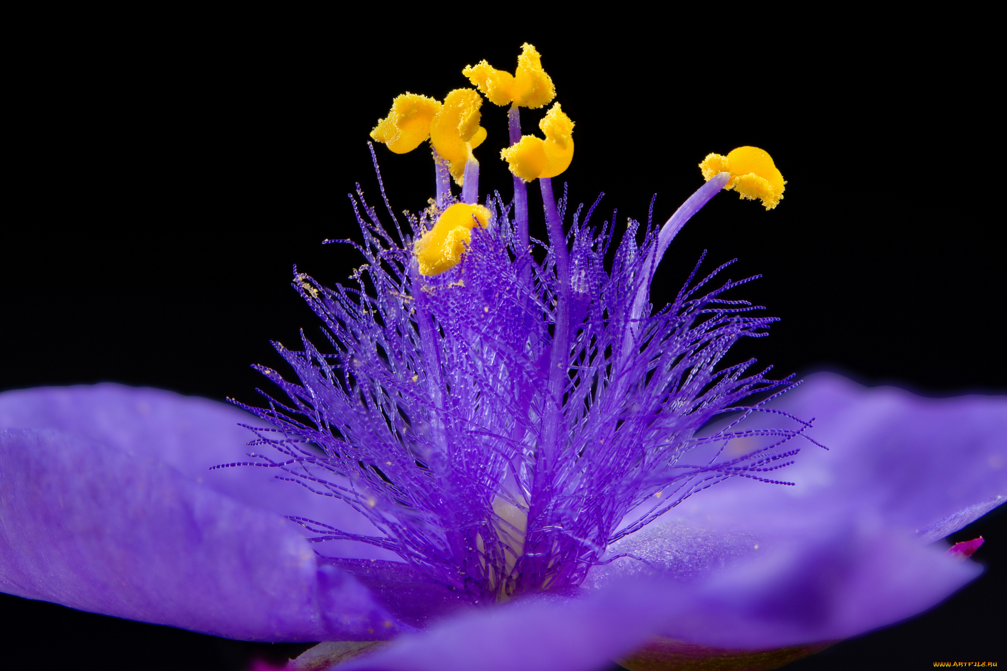 цветы, макро, цветок