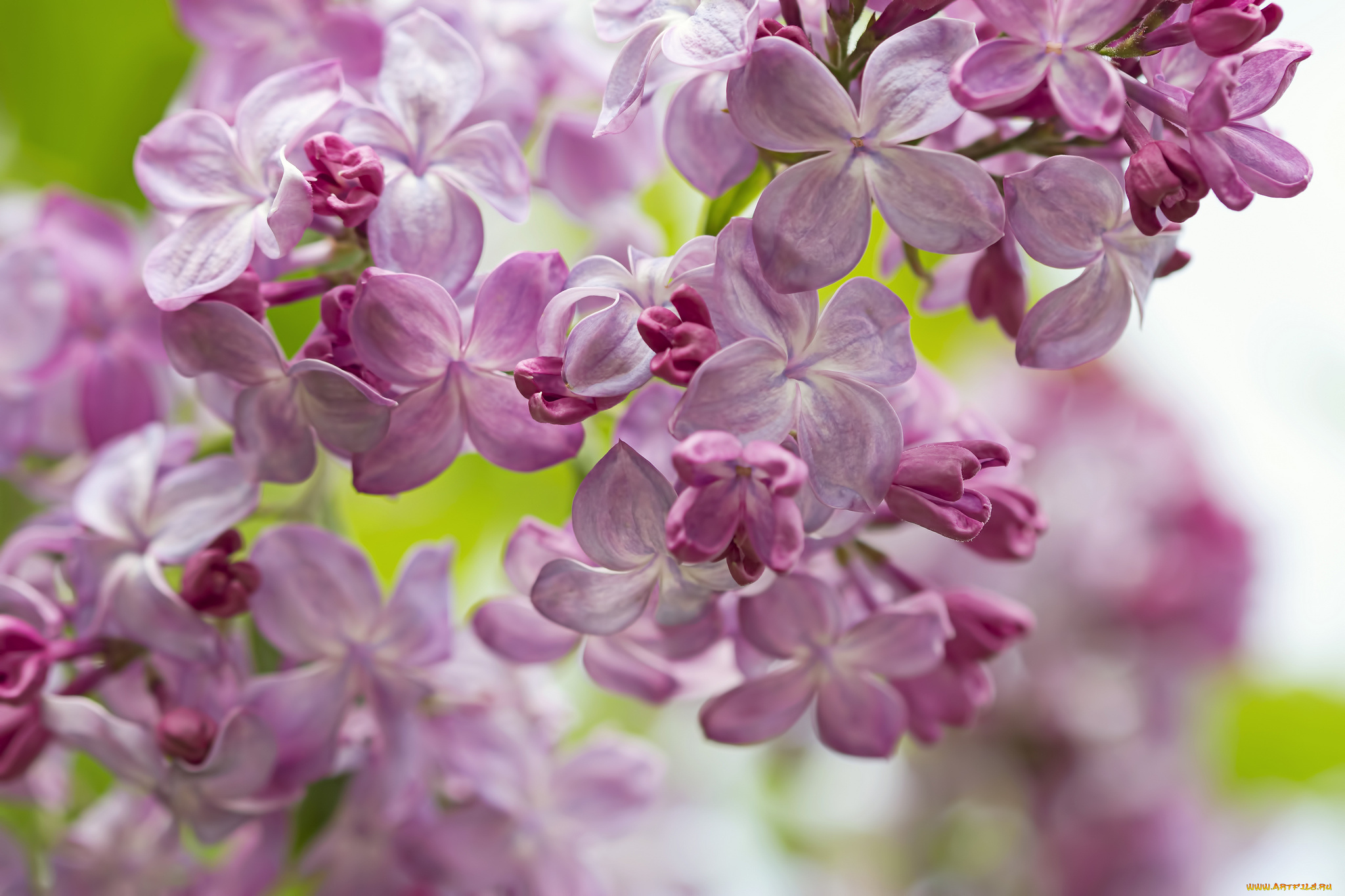 цветы, сирень, весна, макро