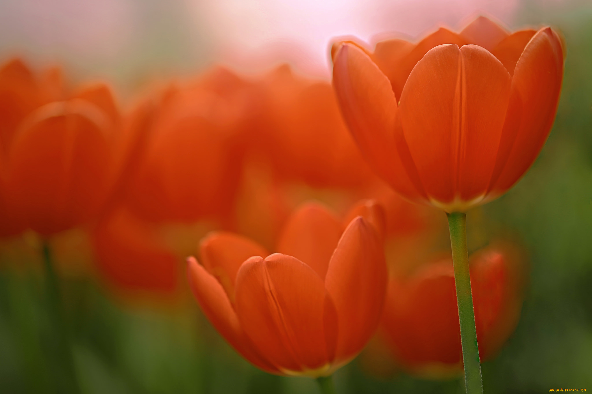 цветы, тюльпаны, макро, боке