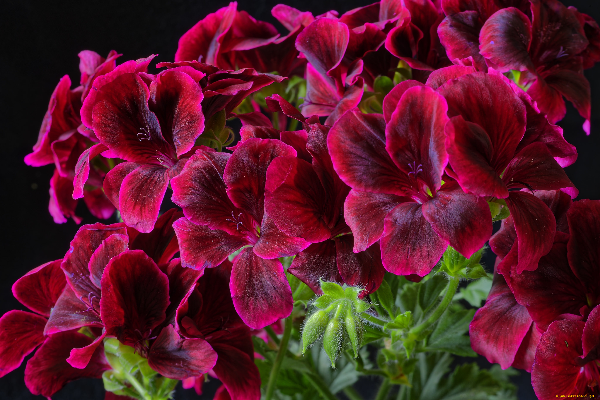 цветы, герань, листья, лепестки