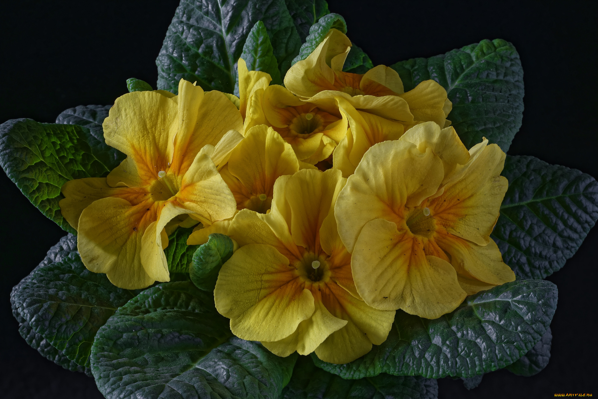 цветы, примулы, лепестки, листья