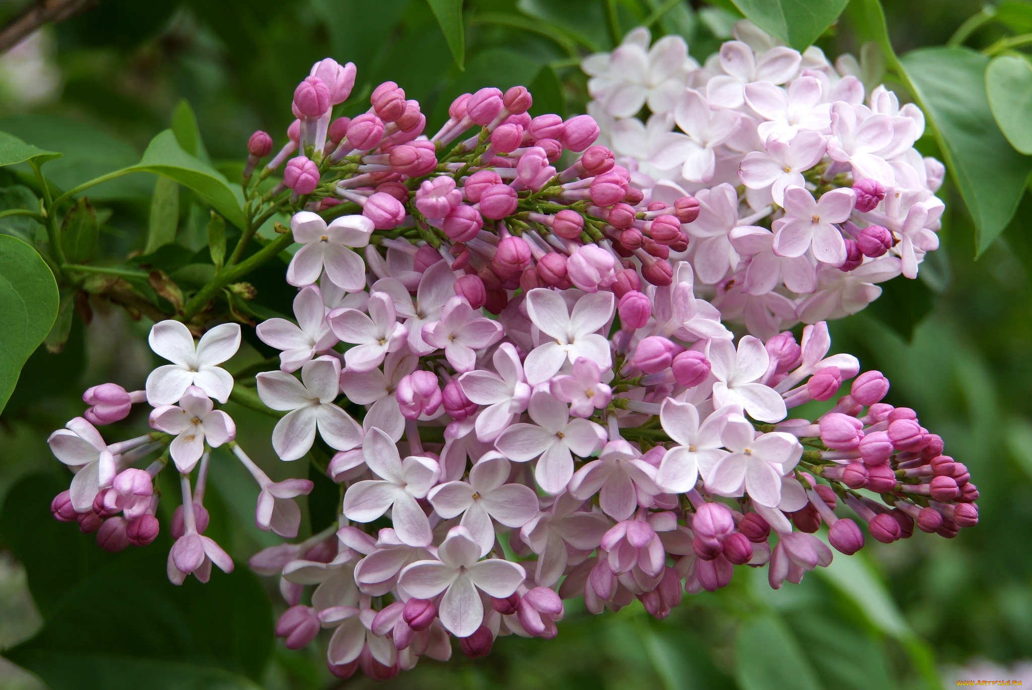 цветы, сирень