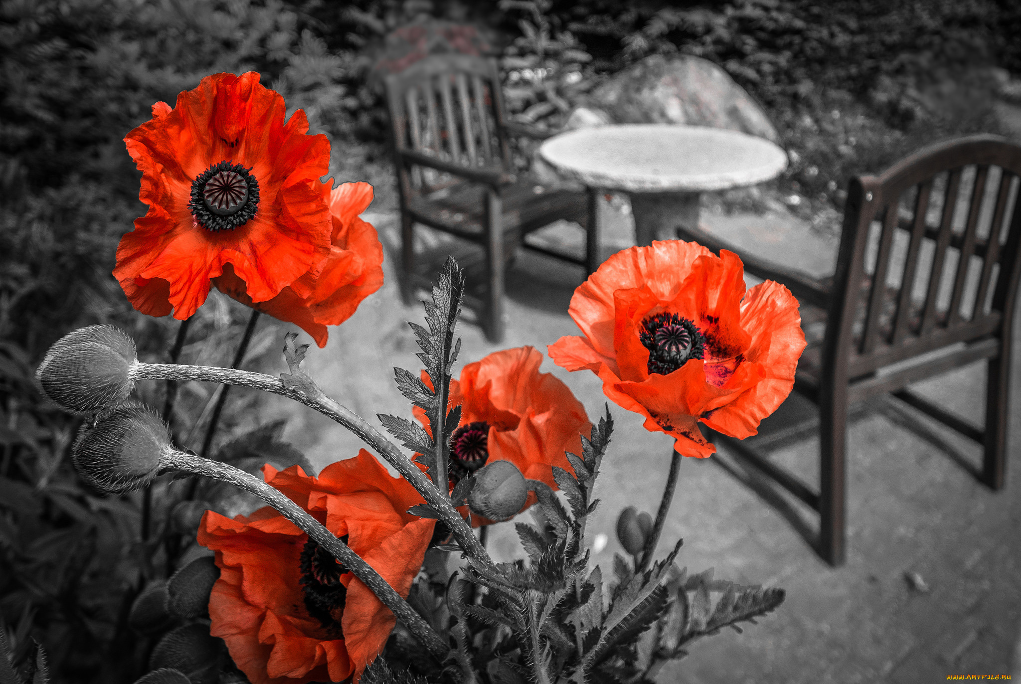 цветы, маки