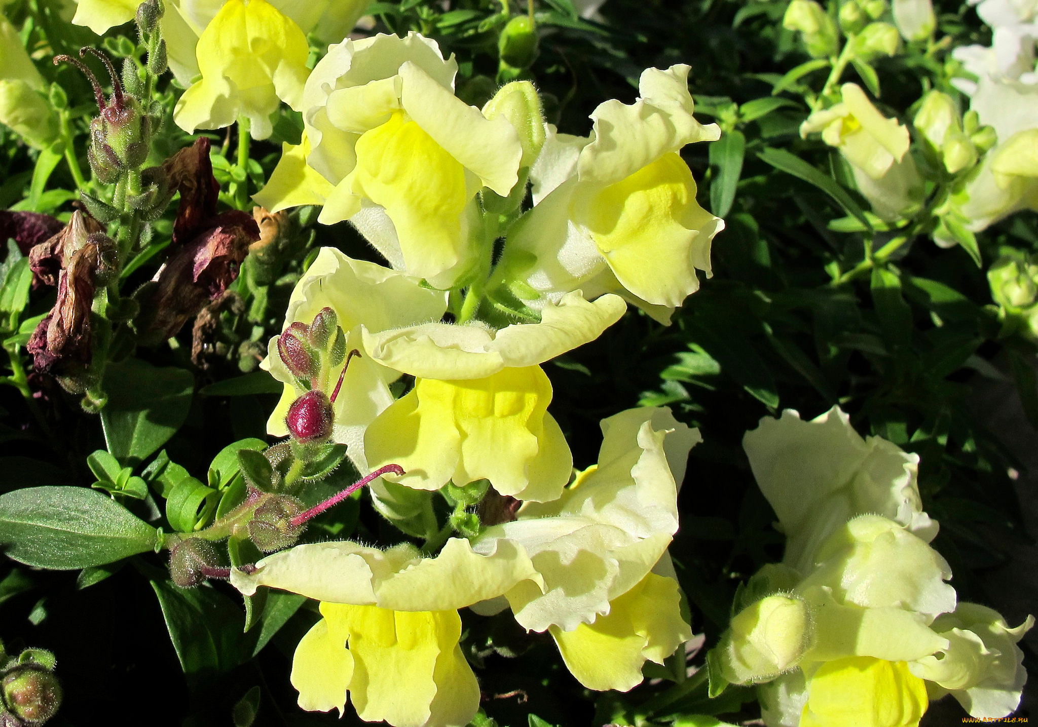 цветы, львиный, зев, львиный, зев