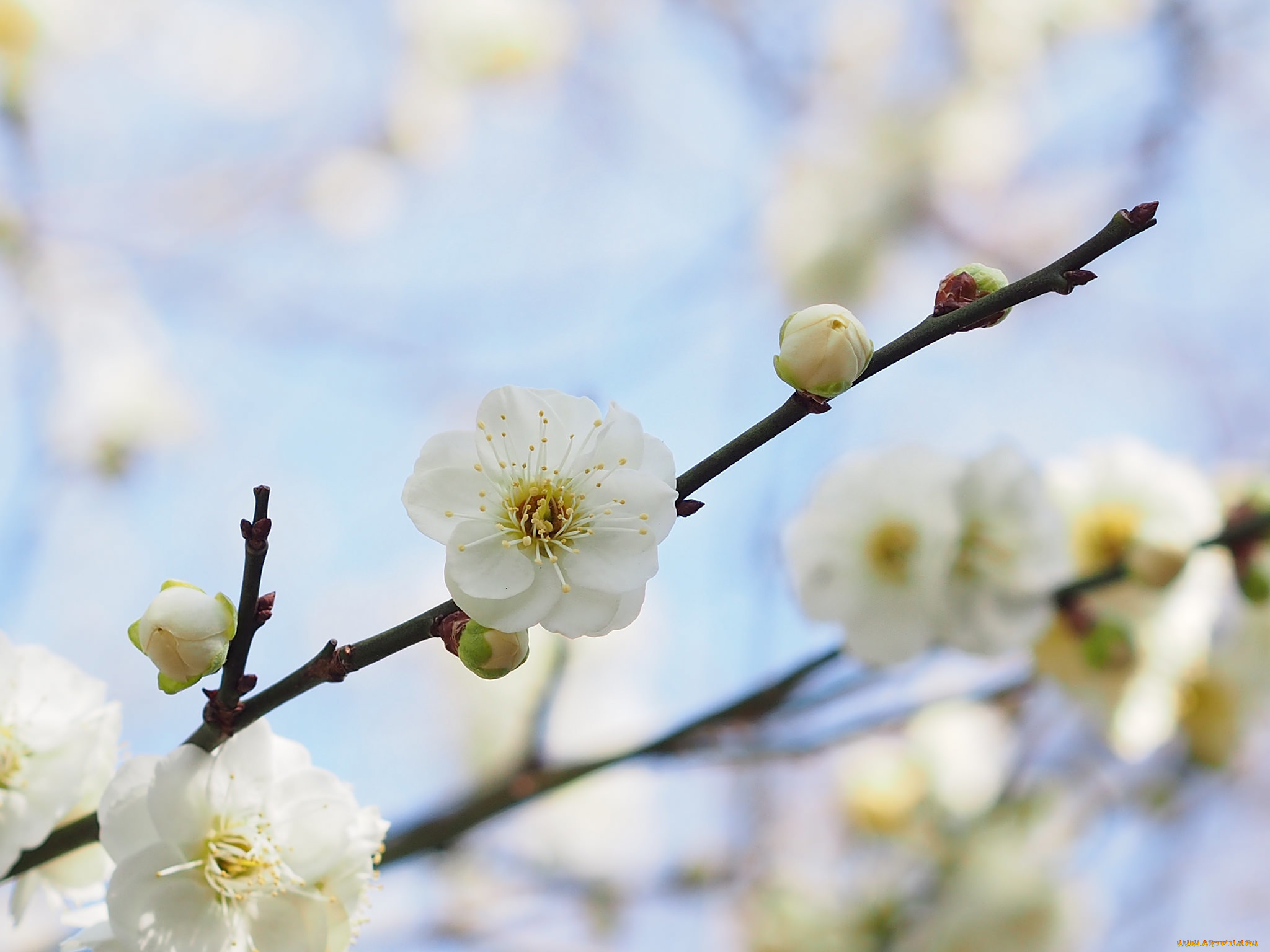 цветы, цветущие, деревья, , , кустарники, абрикос