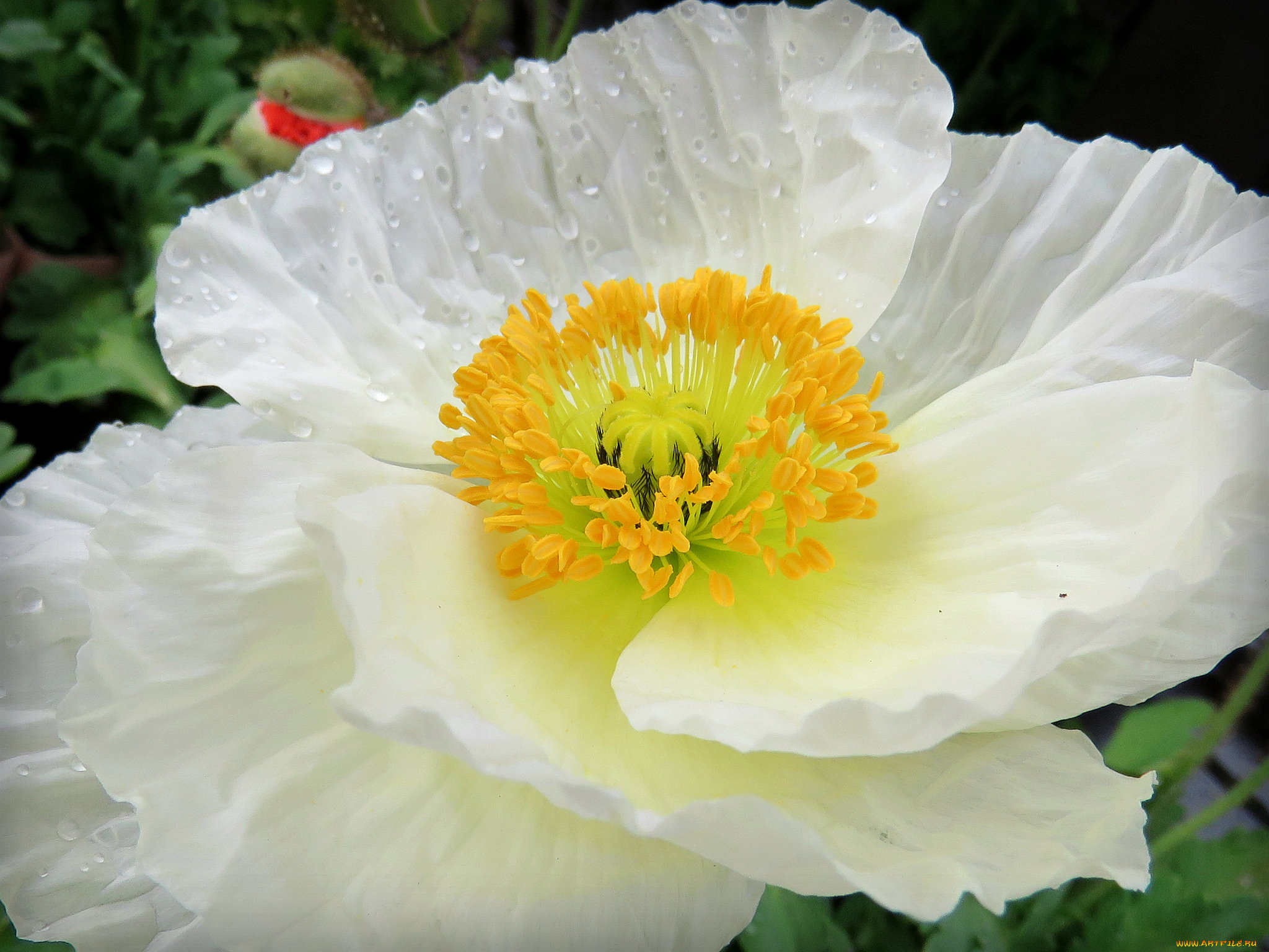 цветы, маки, мак