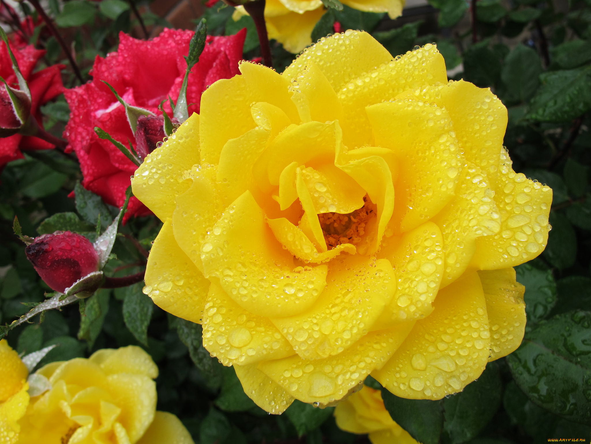 цветы, розы, роза, капли