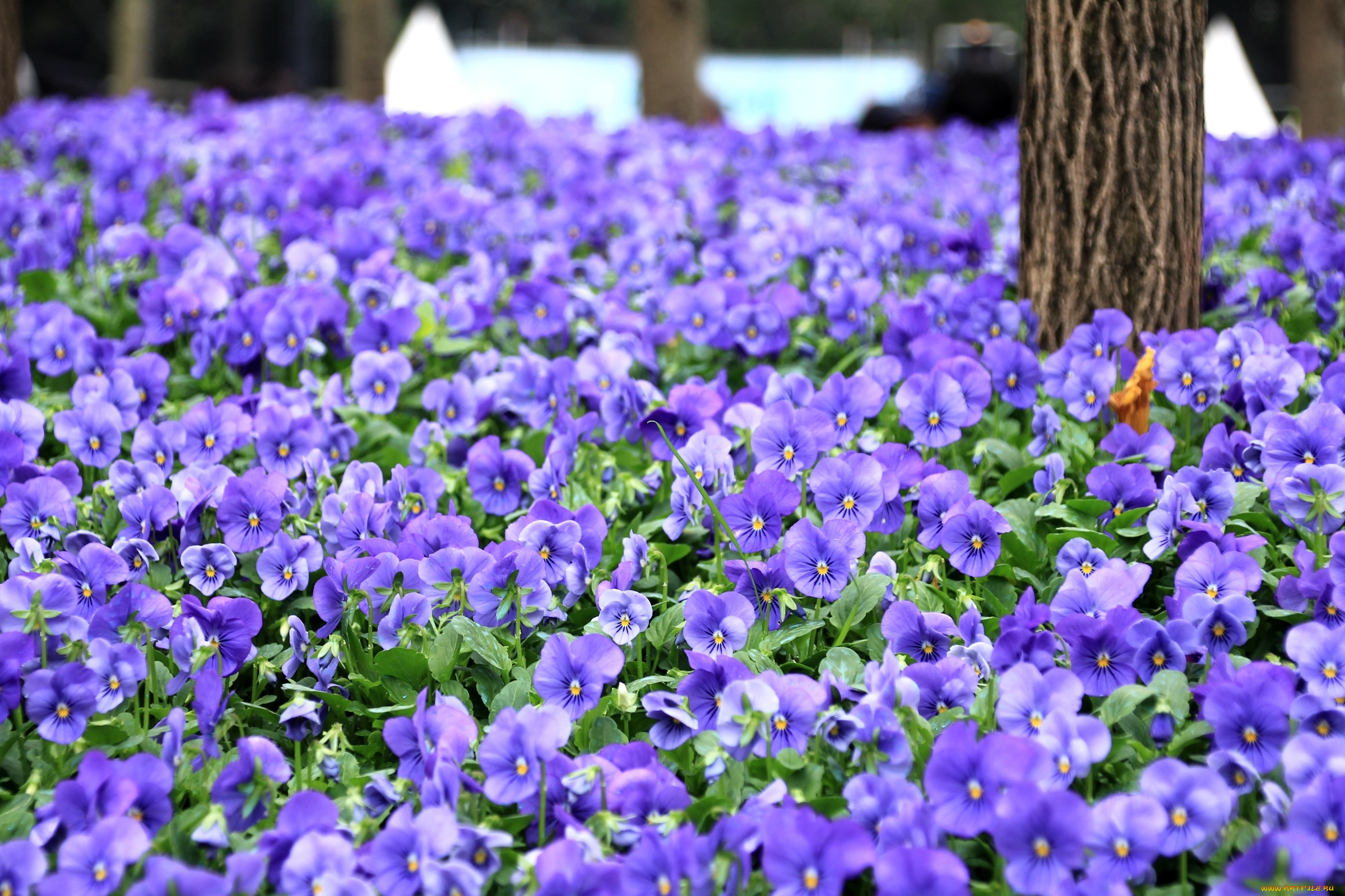 цветы, анютины, глазки, , садовые, фиалки, колокольчики