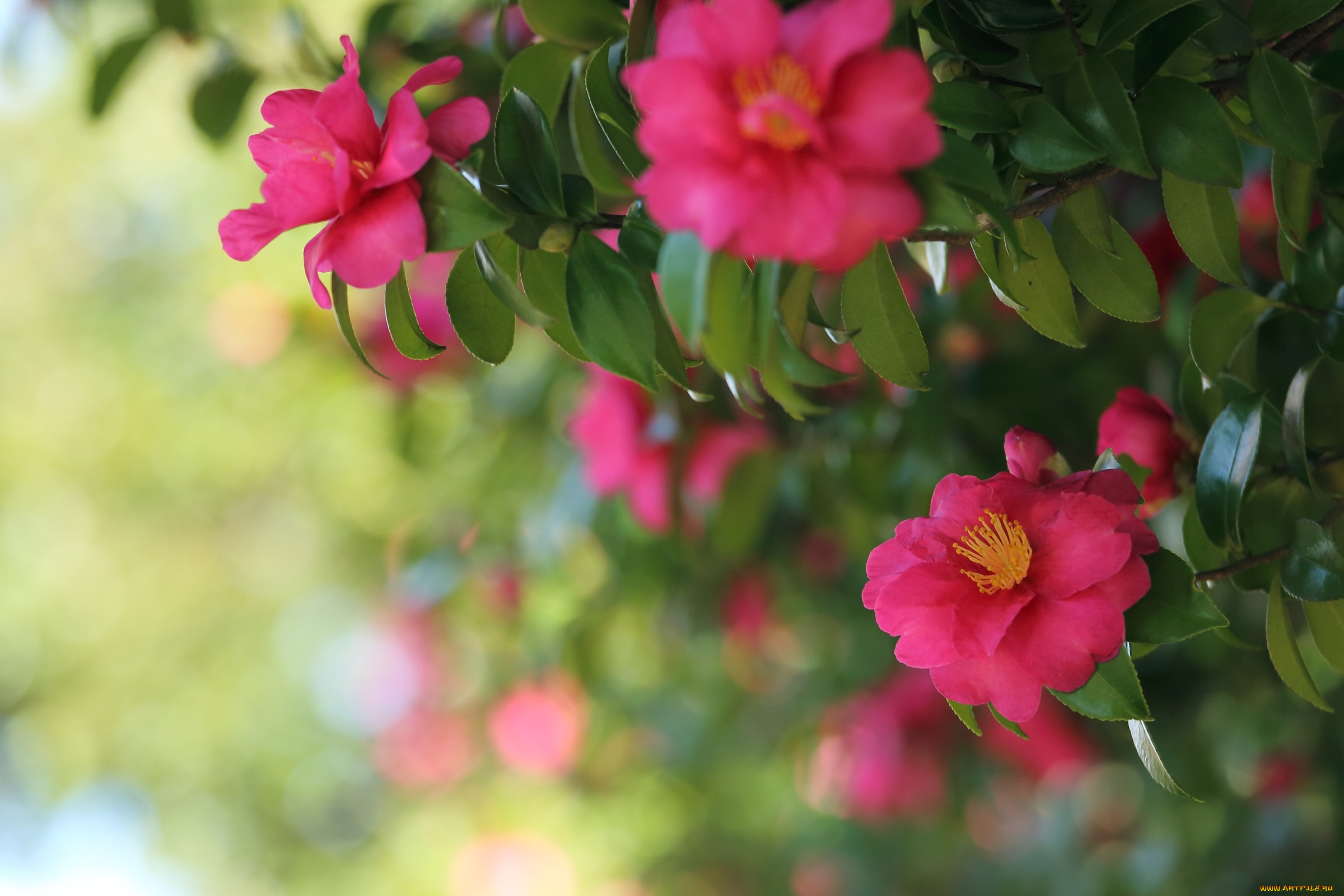 цветы, камелии, камелия