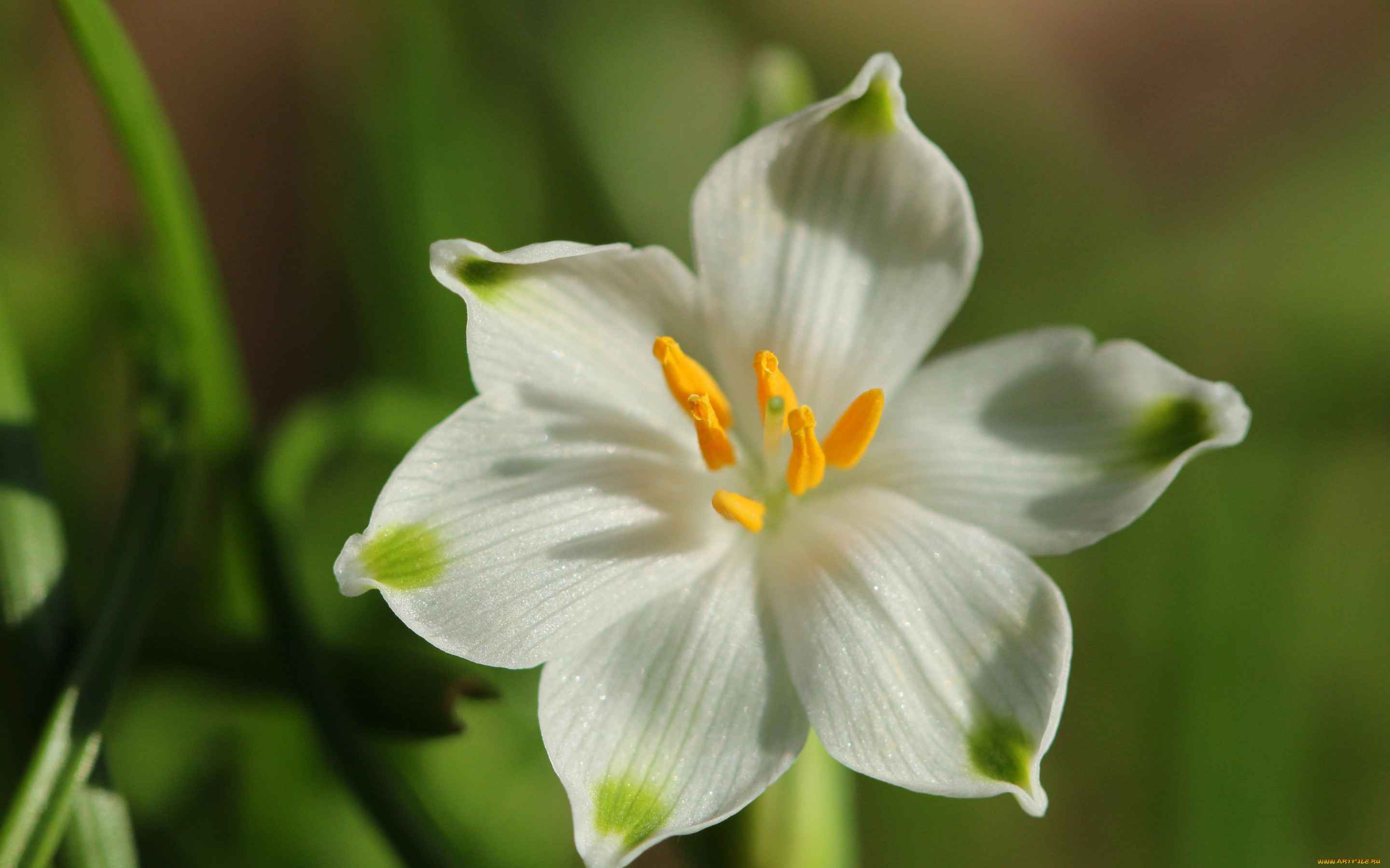 цветы, подснежники, , белоцветники, , пролески, белоцветник, лепестки, макро