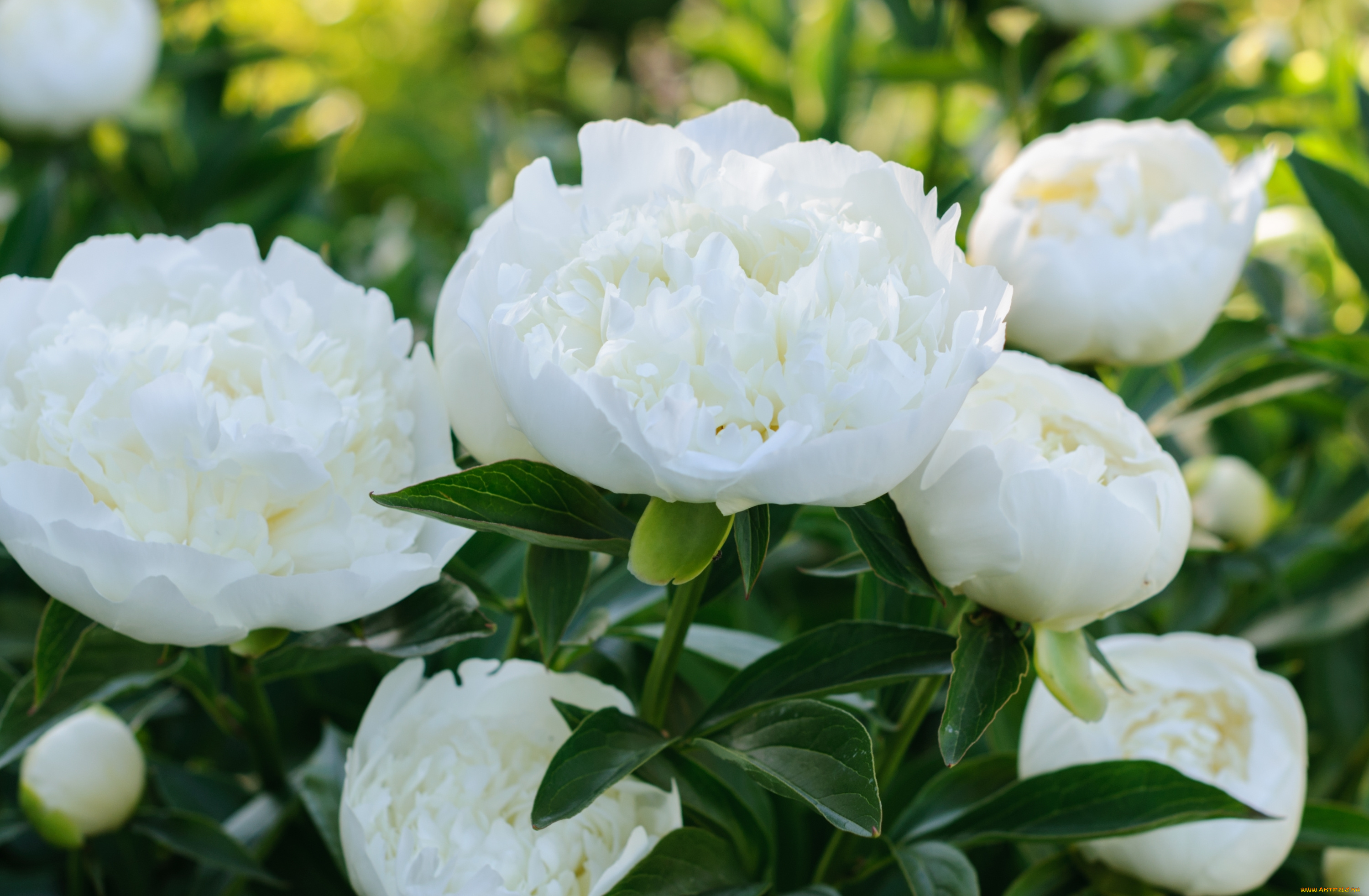 цветы, пионы