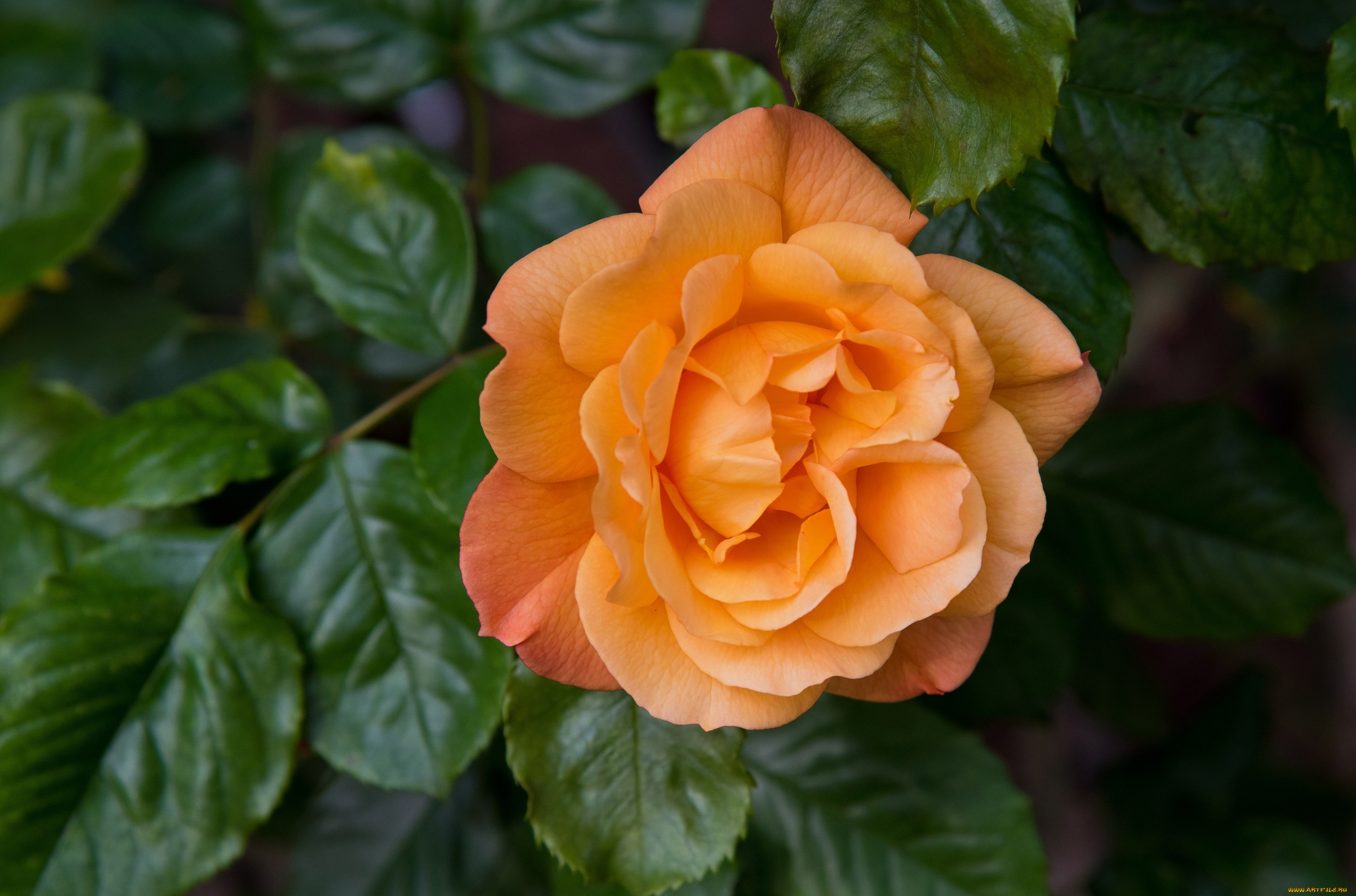 цветы, розы, роза